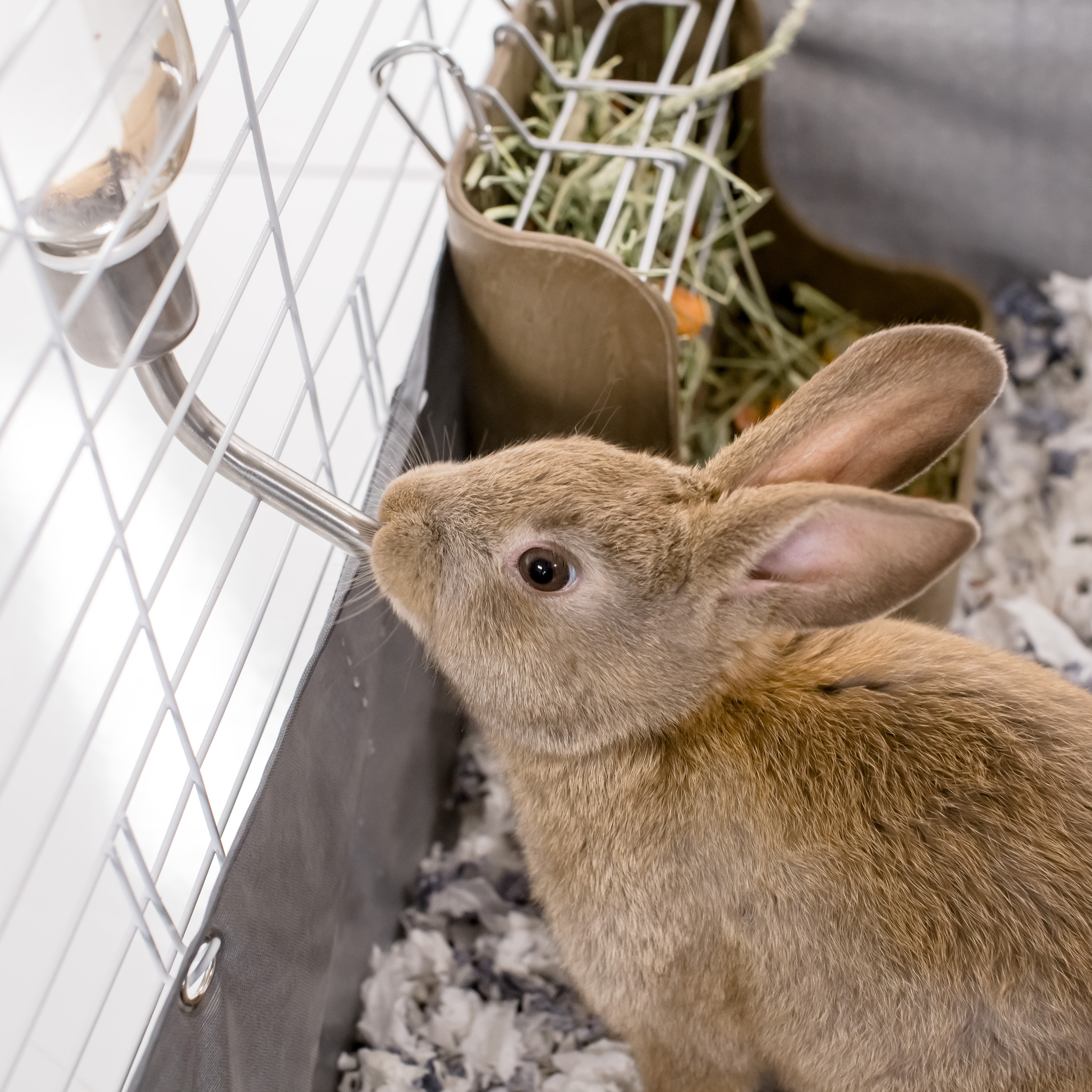 Kaytee Chew-Proof Water Bottle rabbit drinking from the bottle