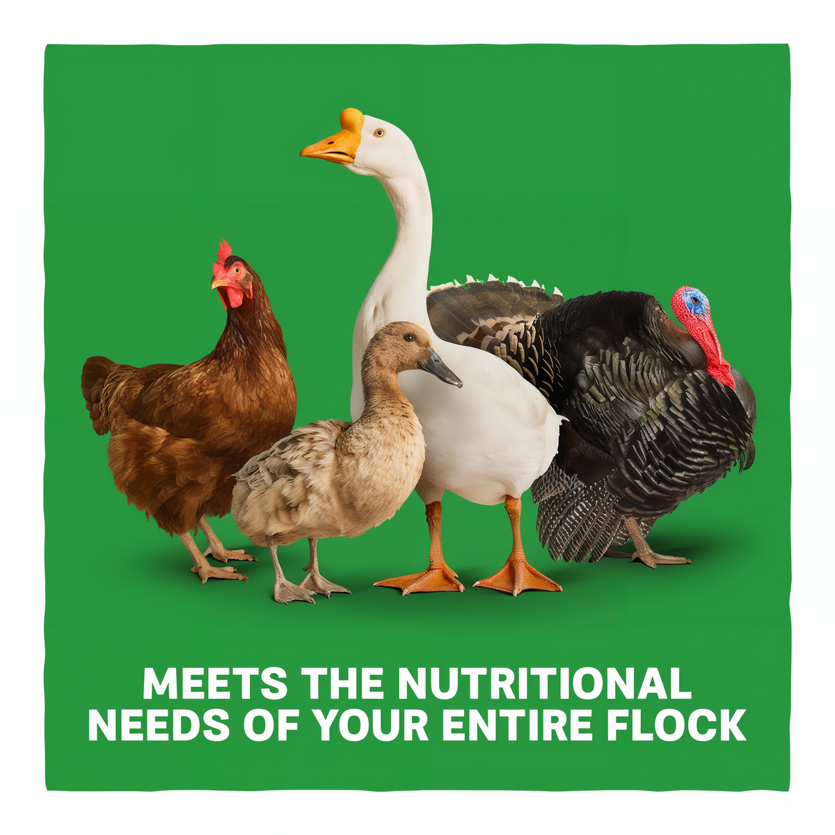 Kent Home Fresh Multi-Flock Chick N Game Starter/Grower Crumble 25 lb -- lifestyle