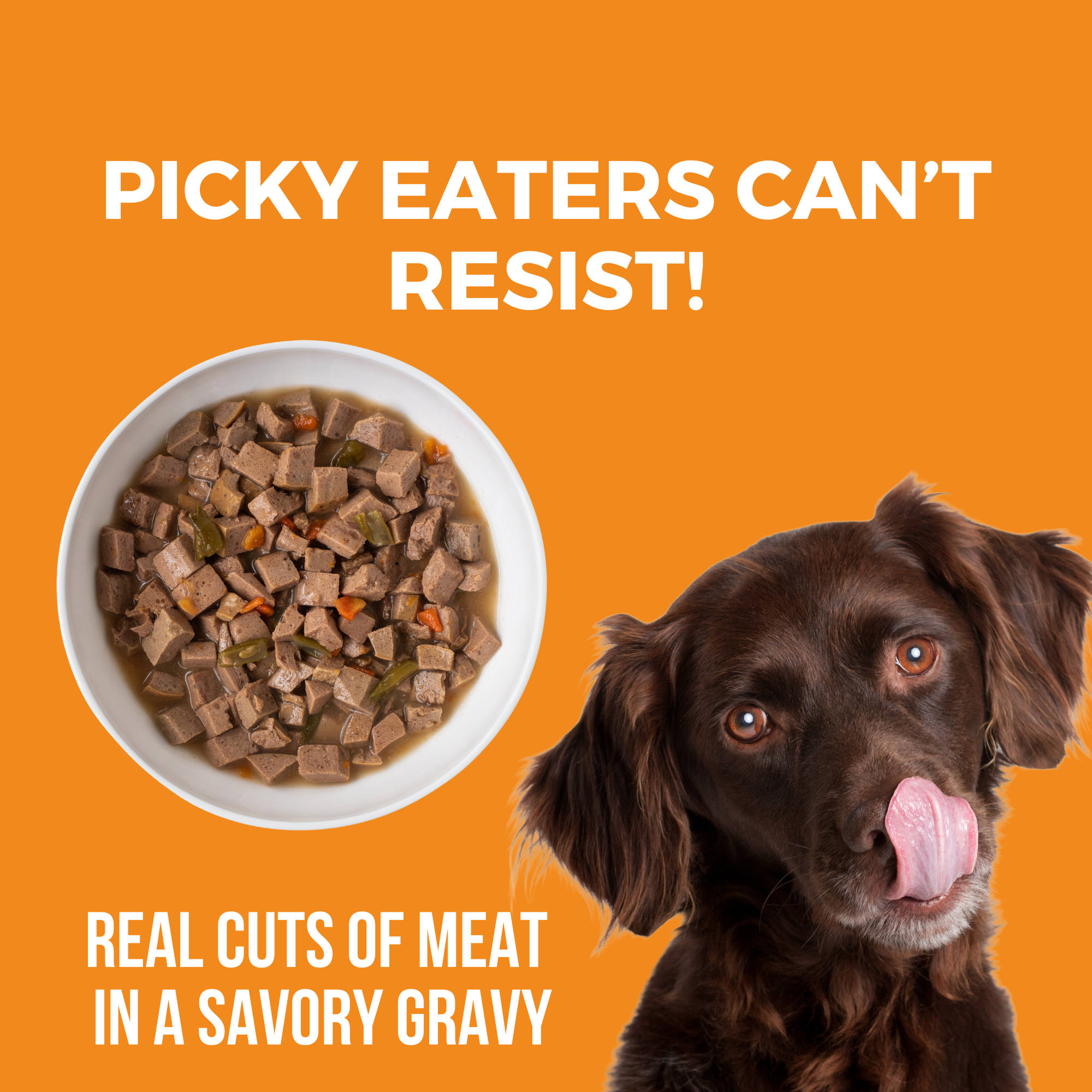 Bowl of KOHA Big Easy Feast turkey, chicken, and duck stew with real cuts of meat in a savory gravy beside a happy dog