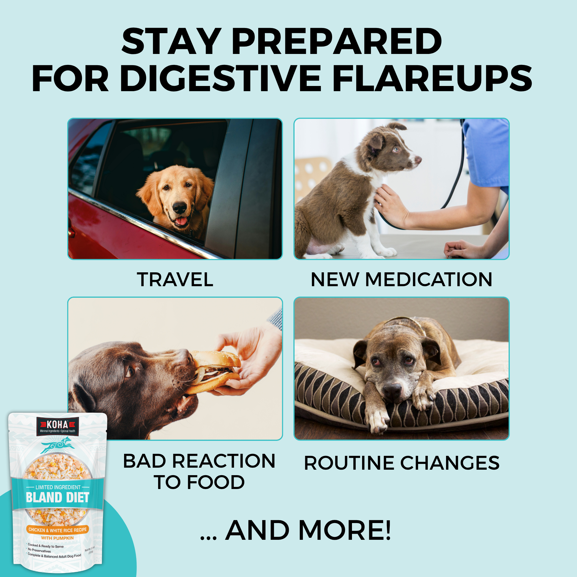 Common digestive flare-up triggers in dogs: travel, new medication, bad reaction to food, and routine changes