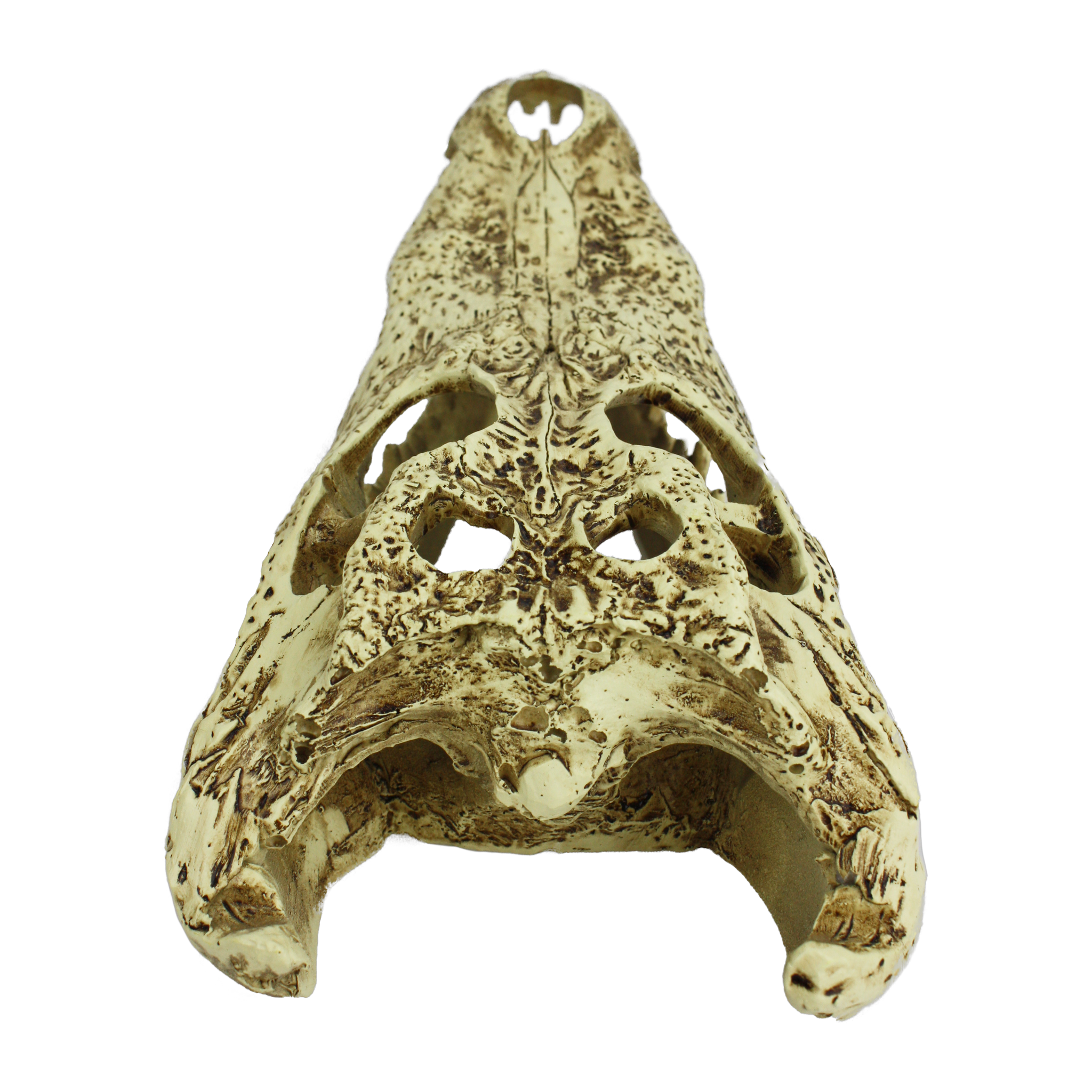 Komodo Alligator Skull Hideout rear view of the hollow braincase entry
