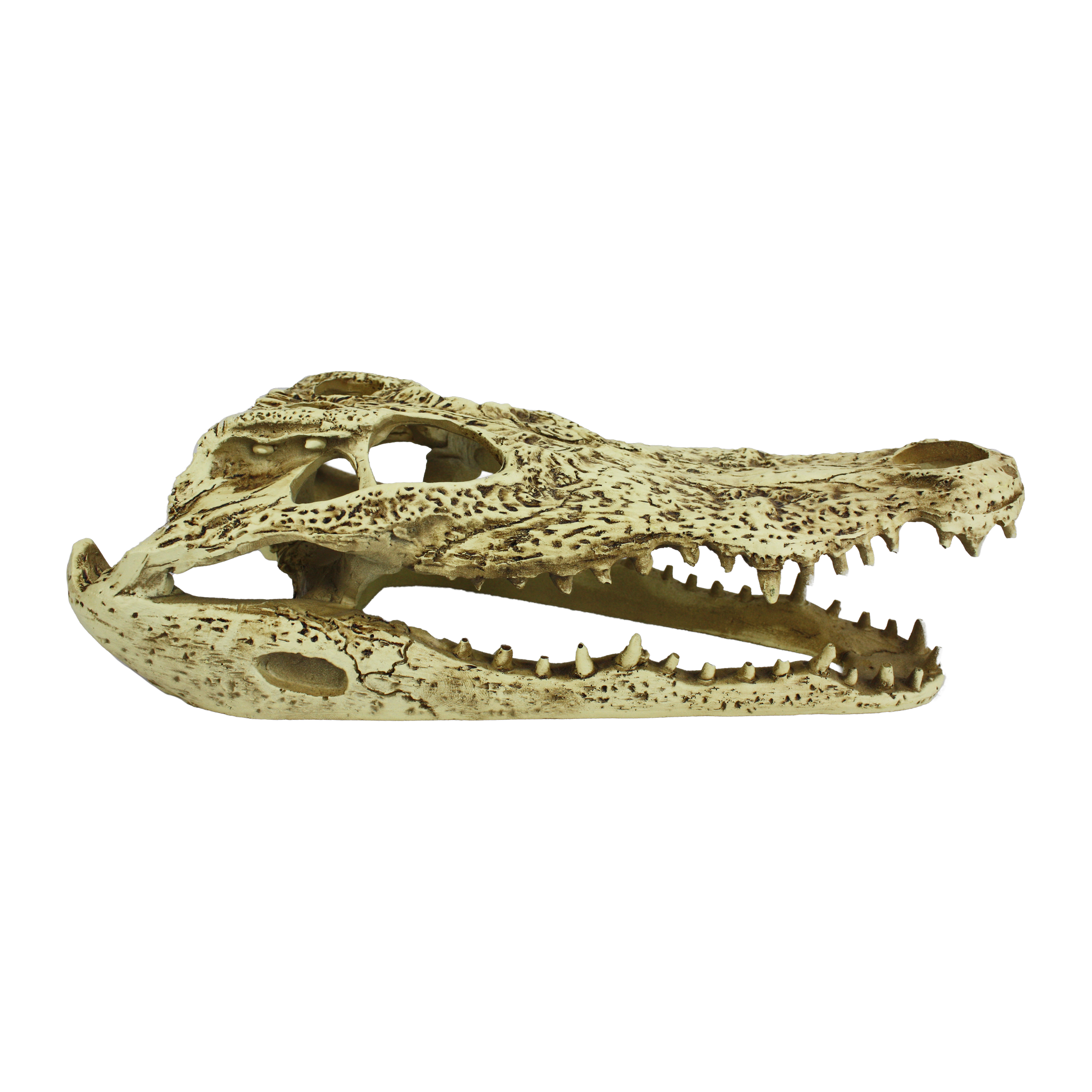 Komodo Alligator Skull Hideout side profile showing the full tooth row and hollow braincase