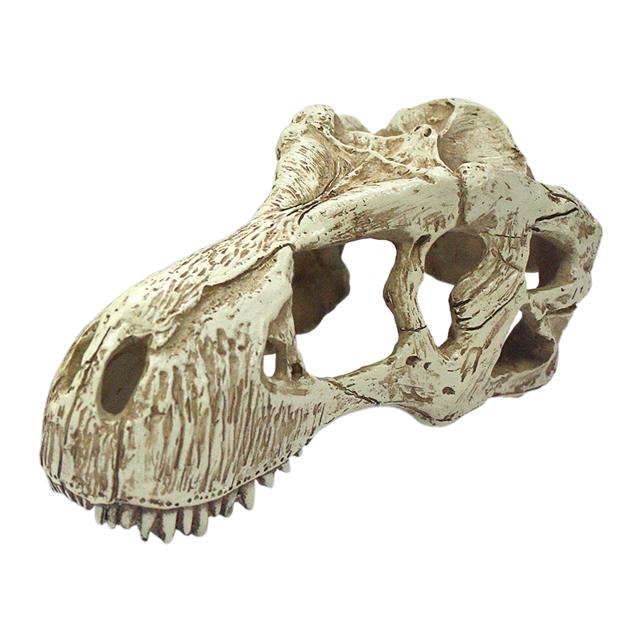 Komodo T-Rex skull terrarium decoration in weathered bone resin, three quarter view