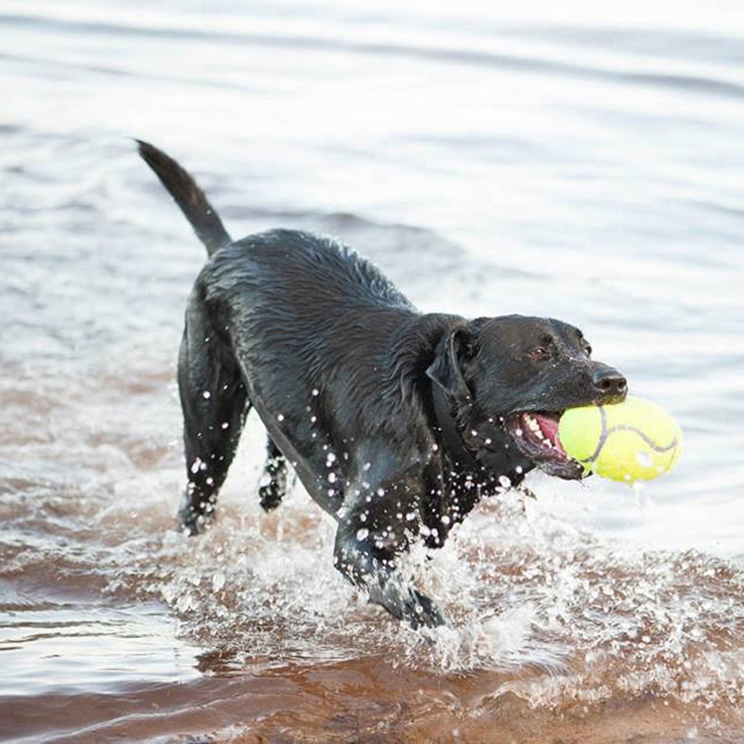 Black Labrador retrieving KONG AirDog Squeaker Football from the water
