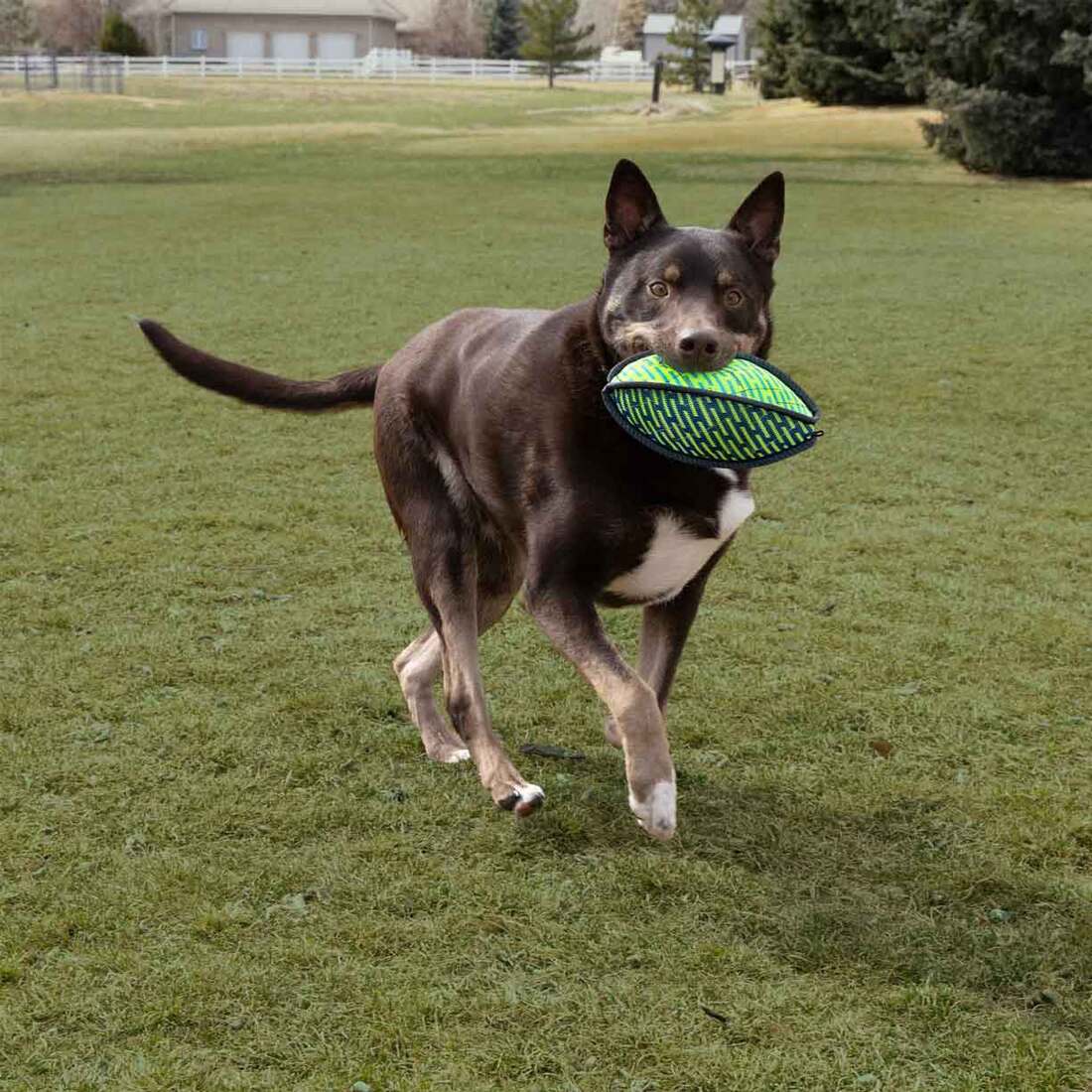 KONG Armor Football Dog Toy
