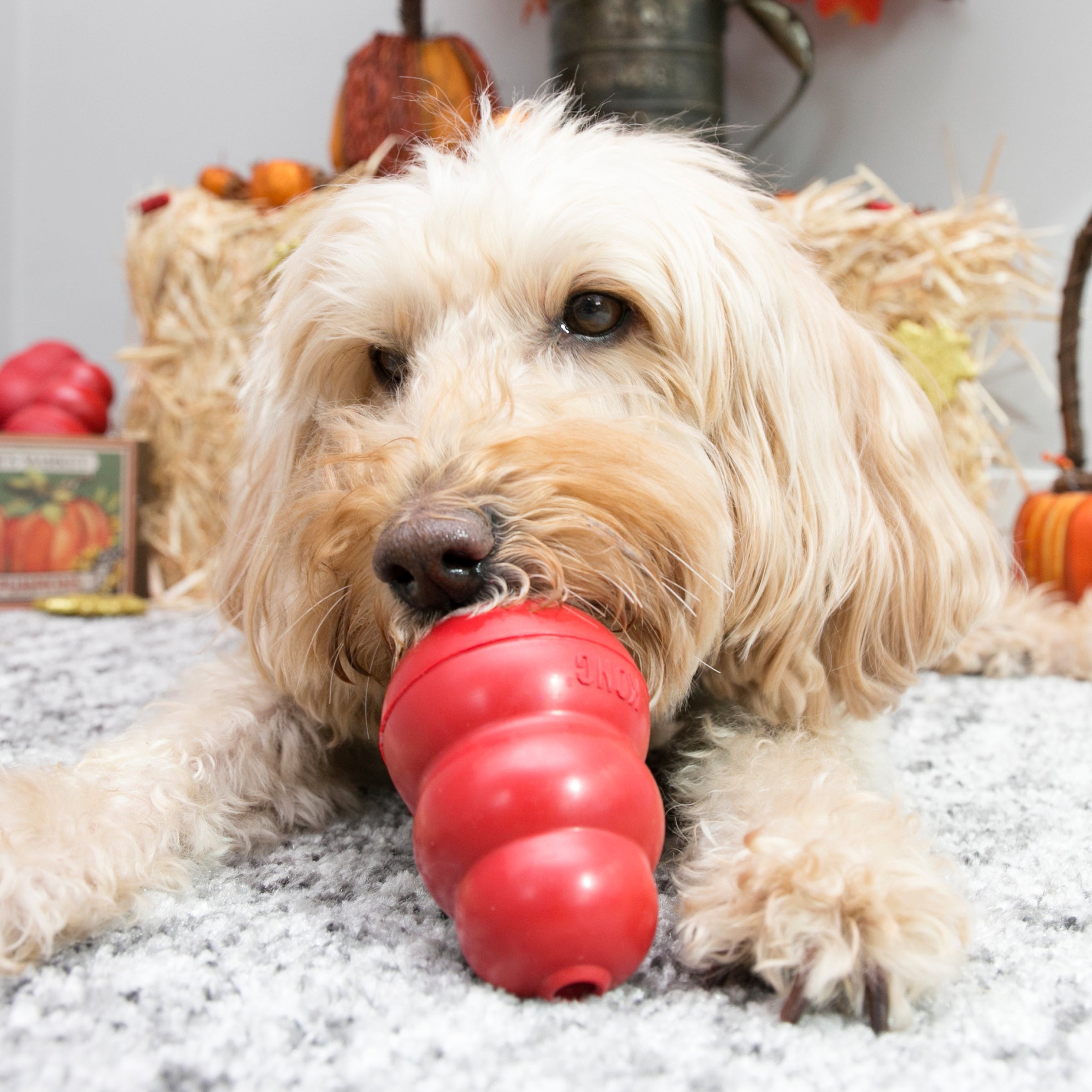 Medium dog chewing a KONG Classic dog toy