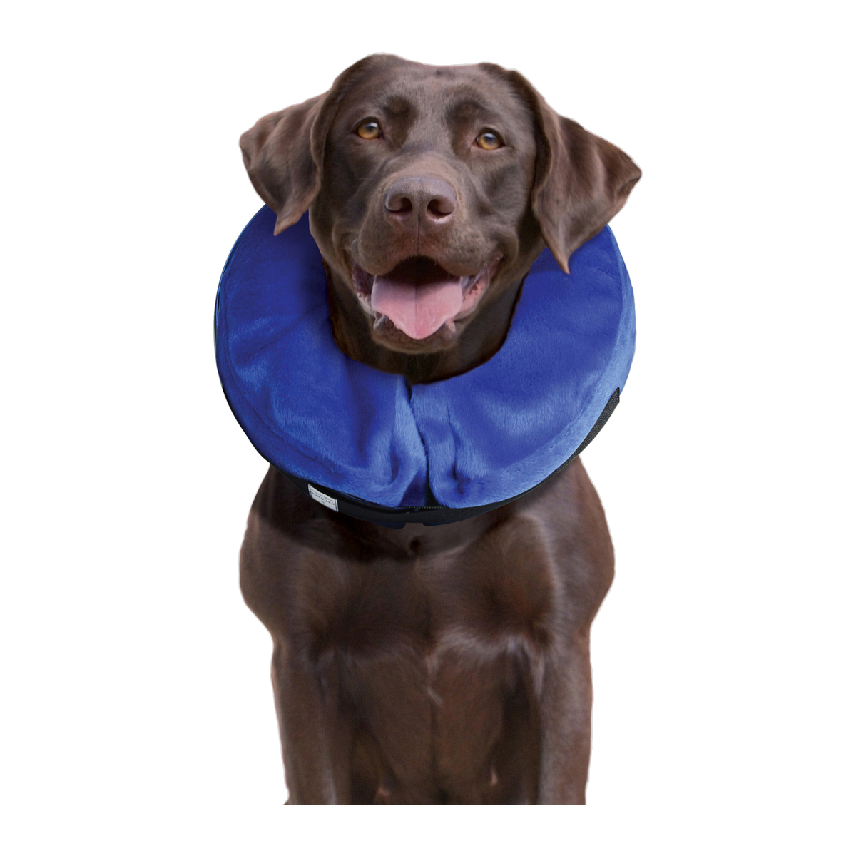 Labrador retriever wearing the KONG Cloud Collar Large
