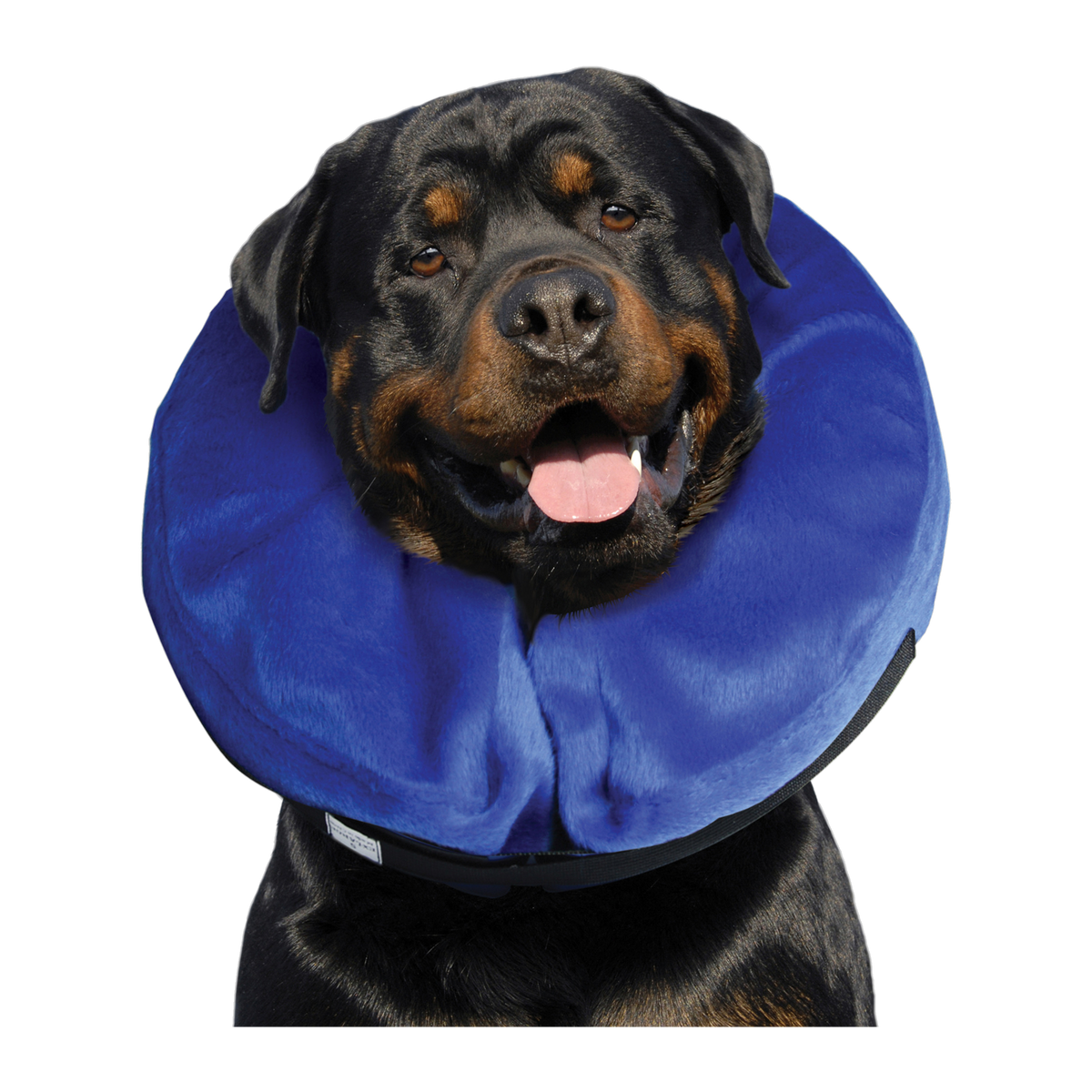 Rottweiler wearing the KONG Cloud Collar X-Large