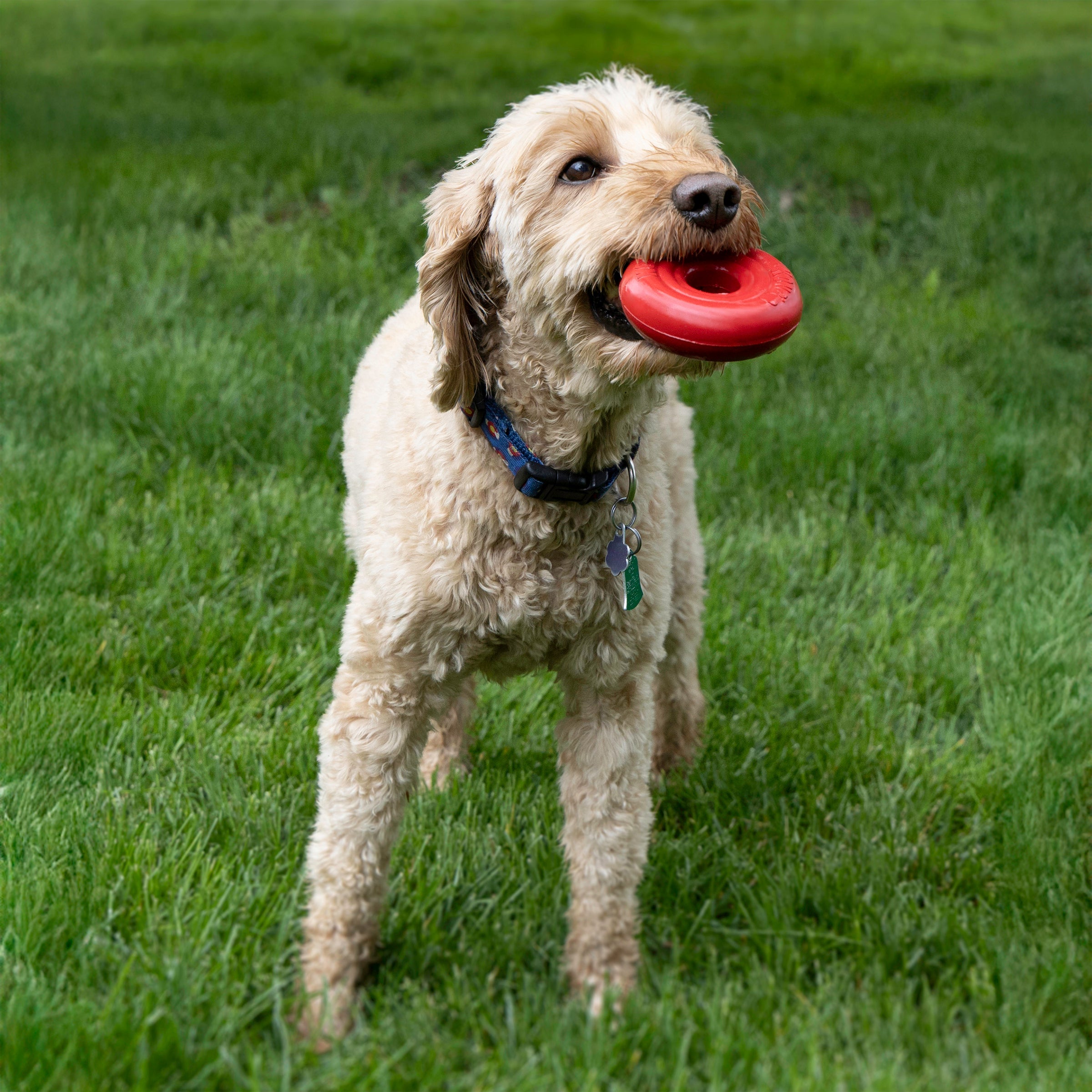 Dog playing fetch in the yard with a red KONG Donut in its mouth