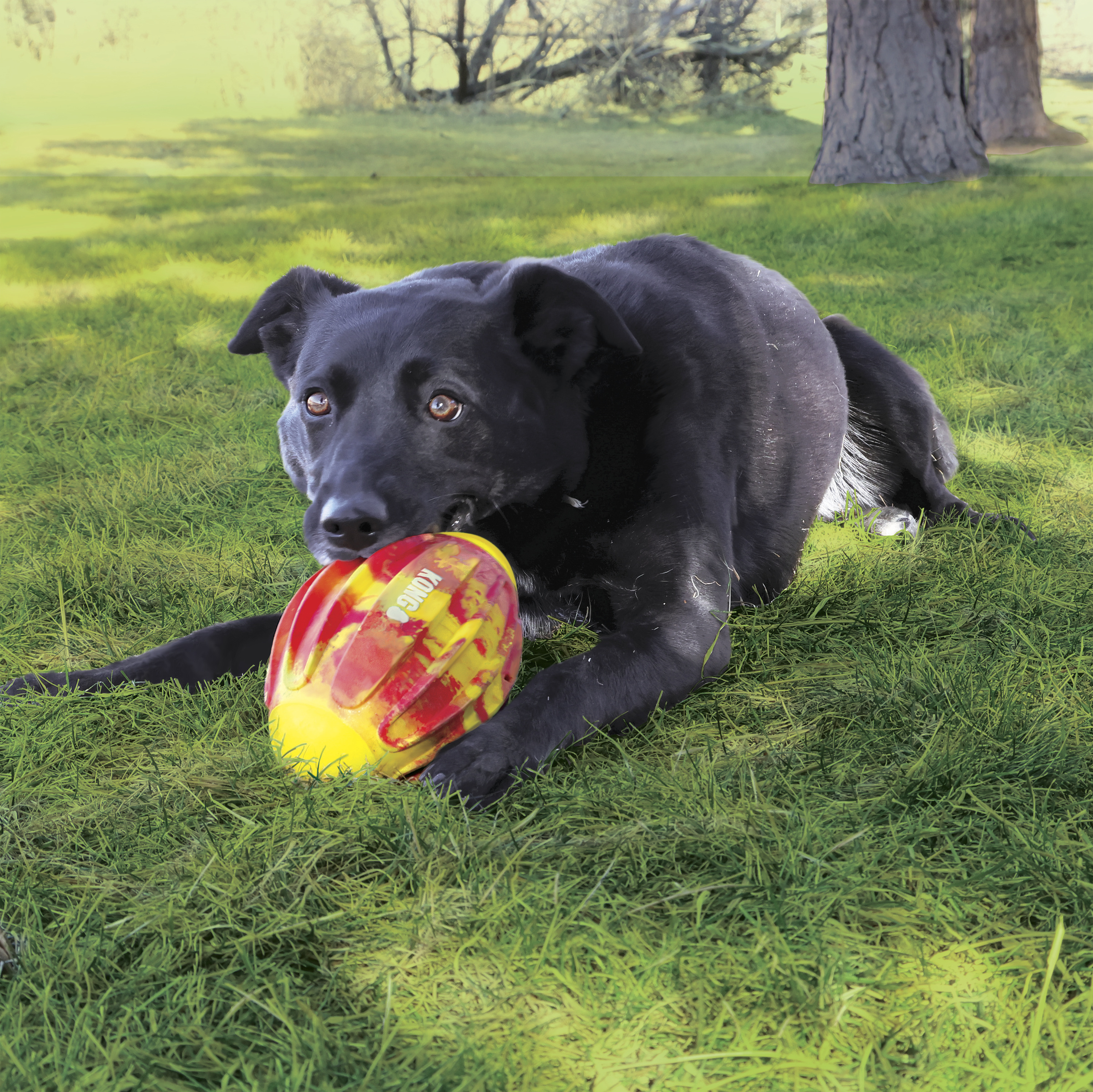 Black dog chewing a KONG Flexball Sport Football on the grass