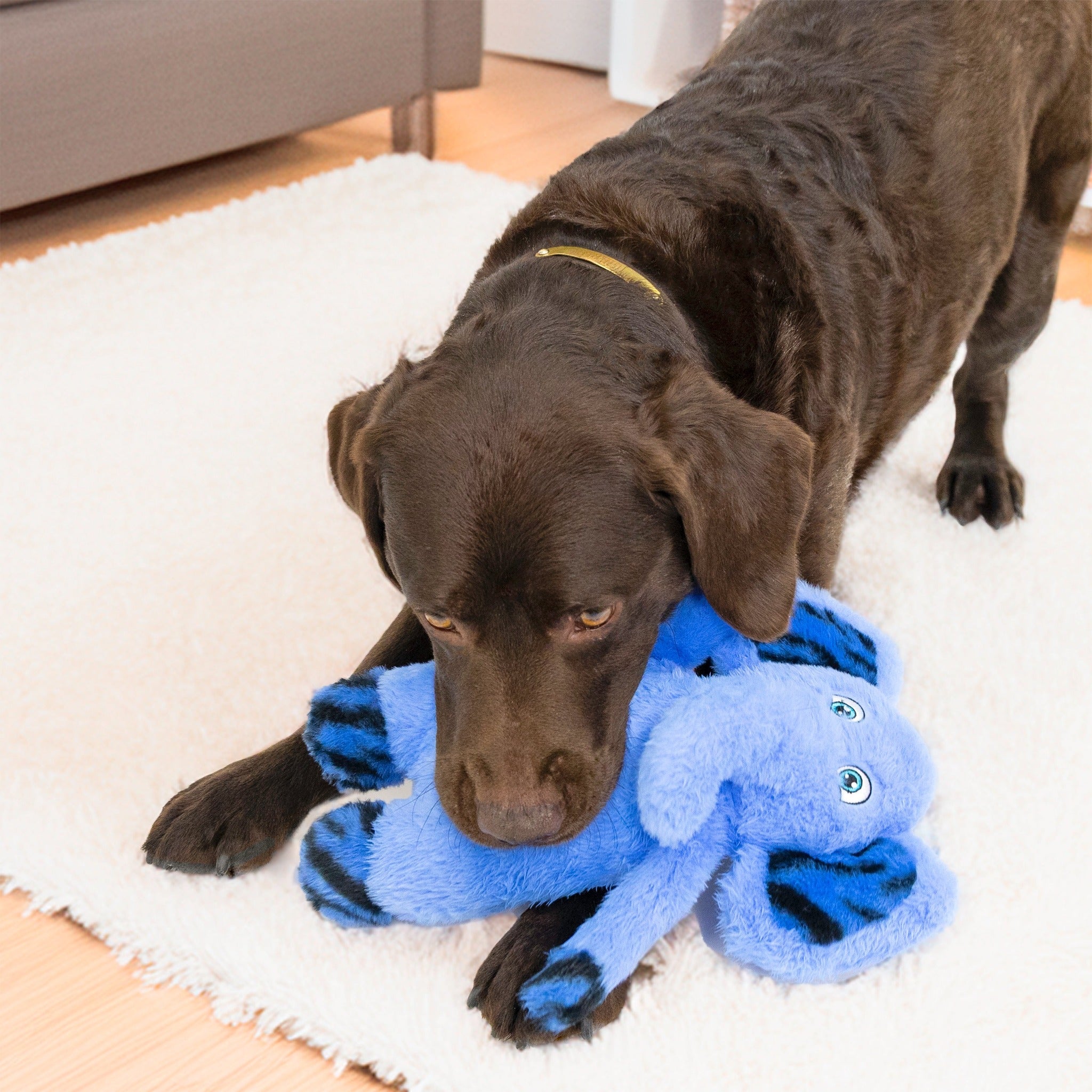 Labrador retriever playing with KONG Jungle Jamz Elephant plush dog toy