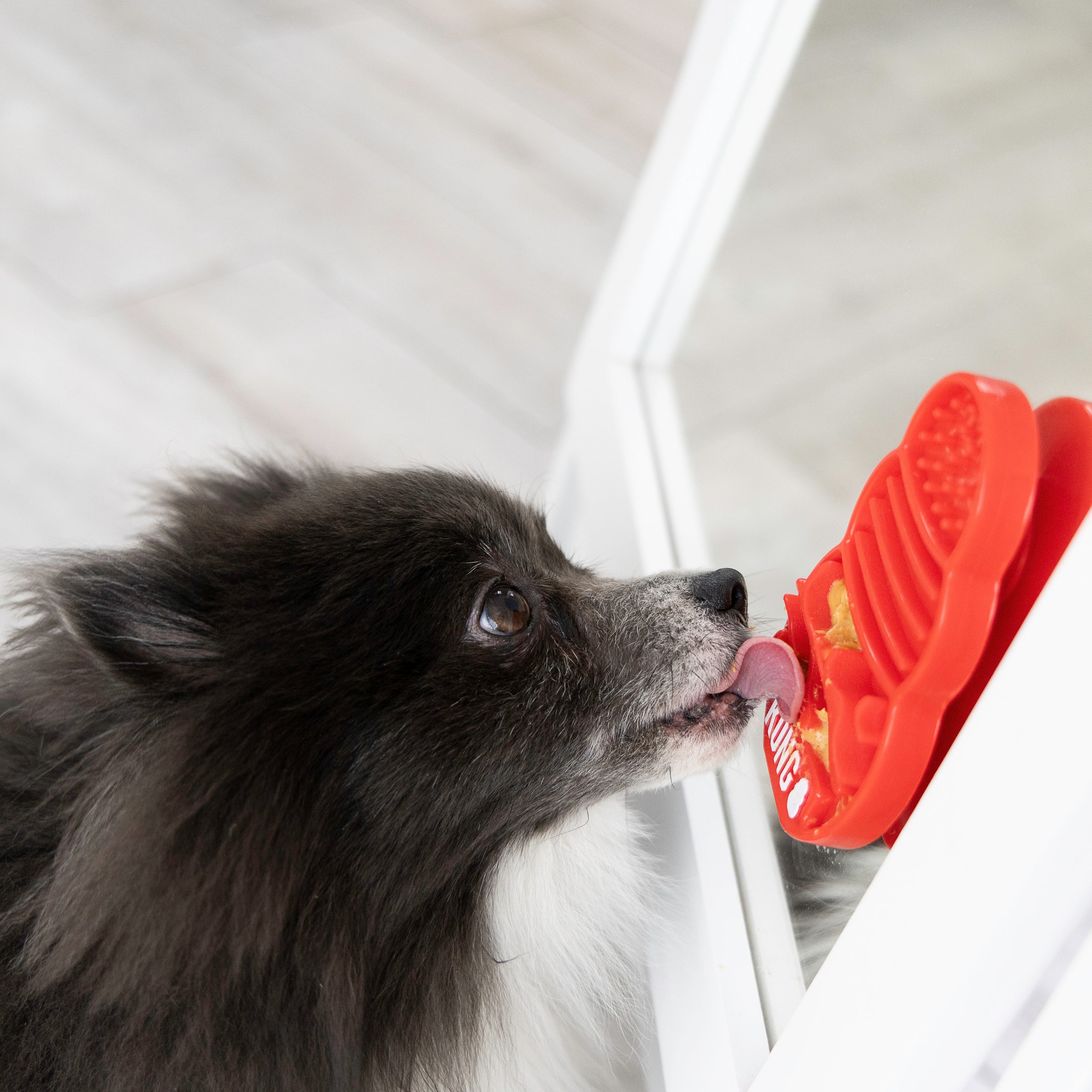 Dog licking treats from wall-mounted KONG Licks mat