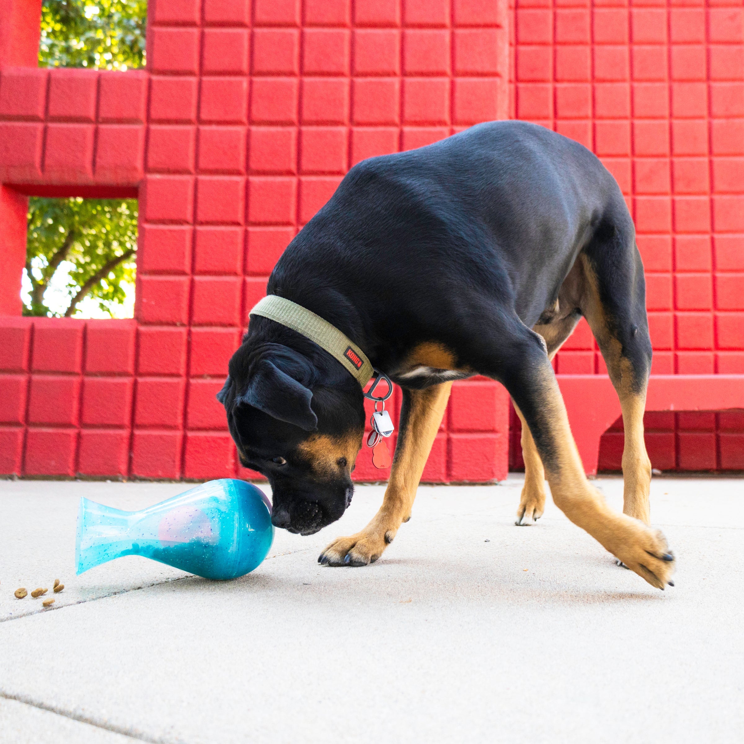 Dog nosing the KONG Rewards Tipsy as it spills kibble on a patio