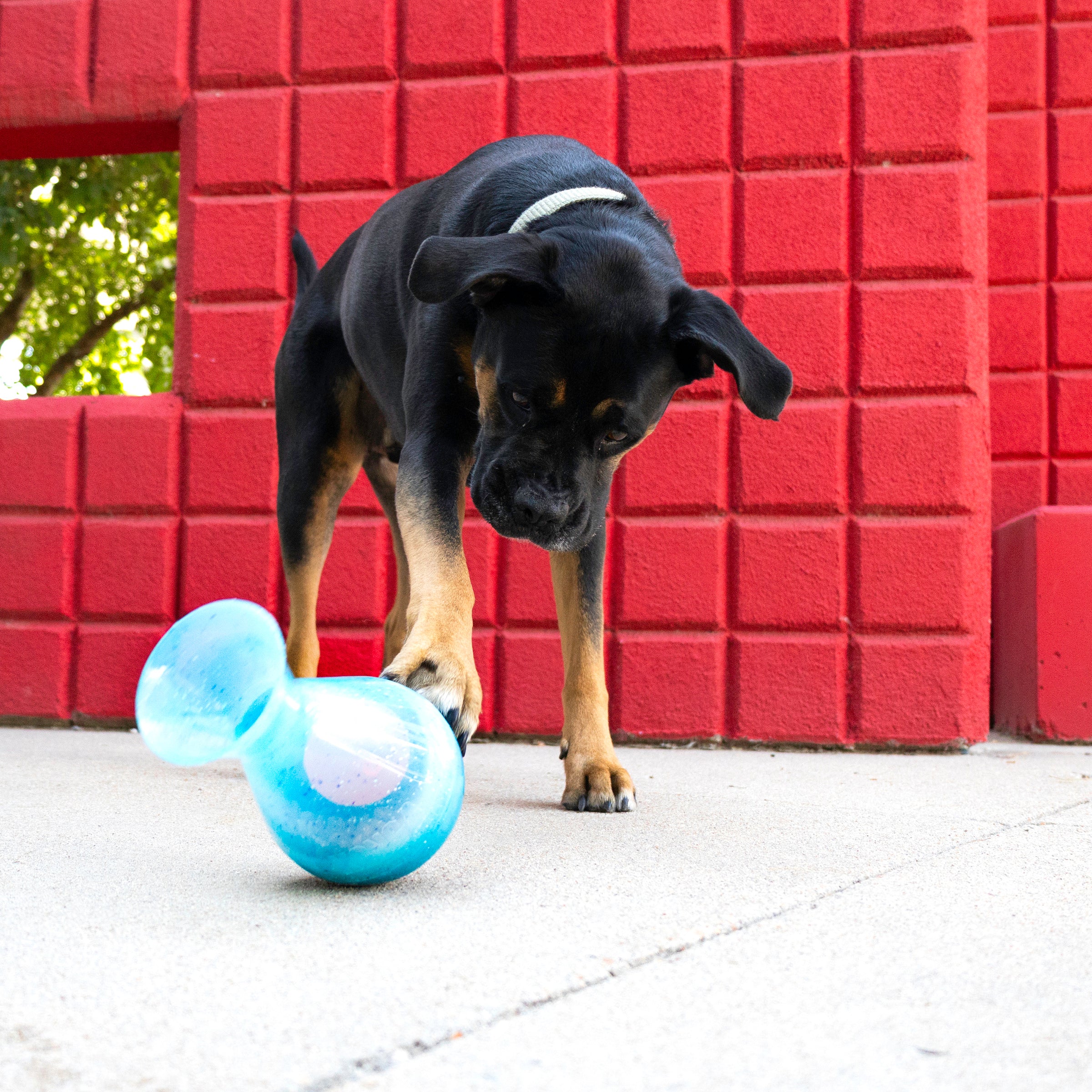 Dog pawing the wobbling KONG Rewards Tipsy dog toy