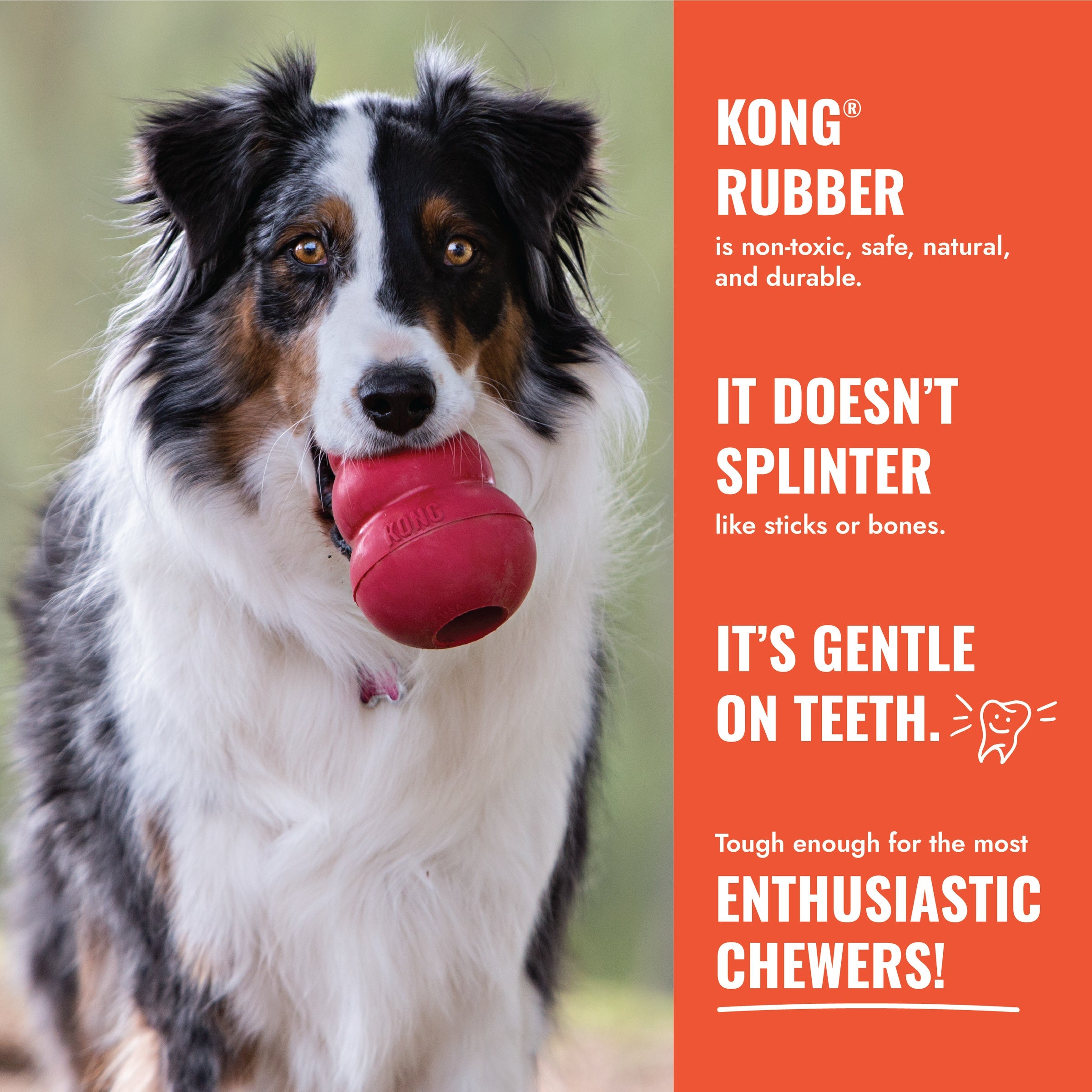 KONG rubber is non-toxic, does not splinter and is gentle on teeth
