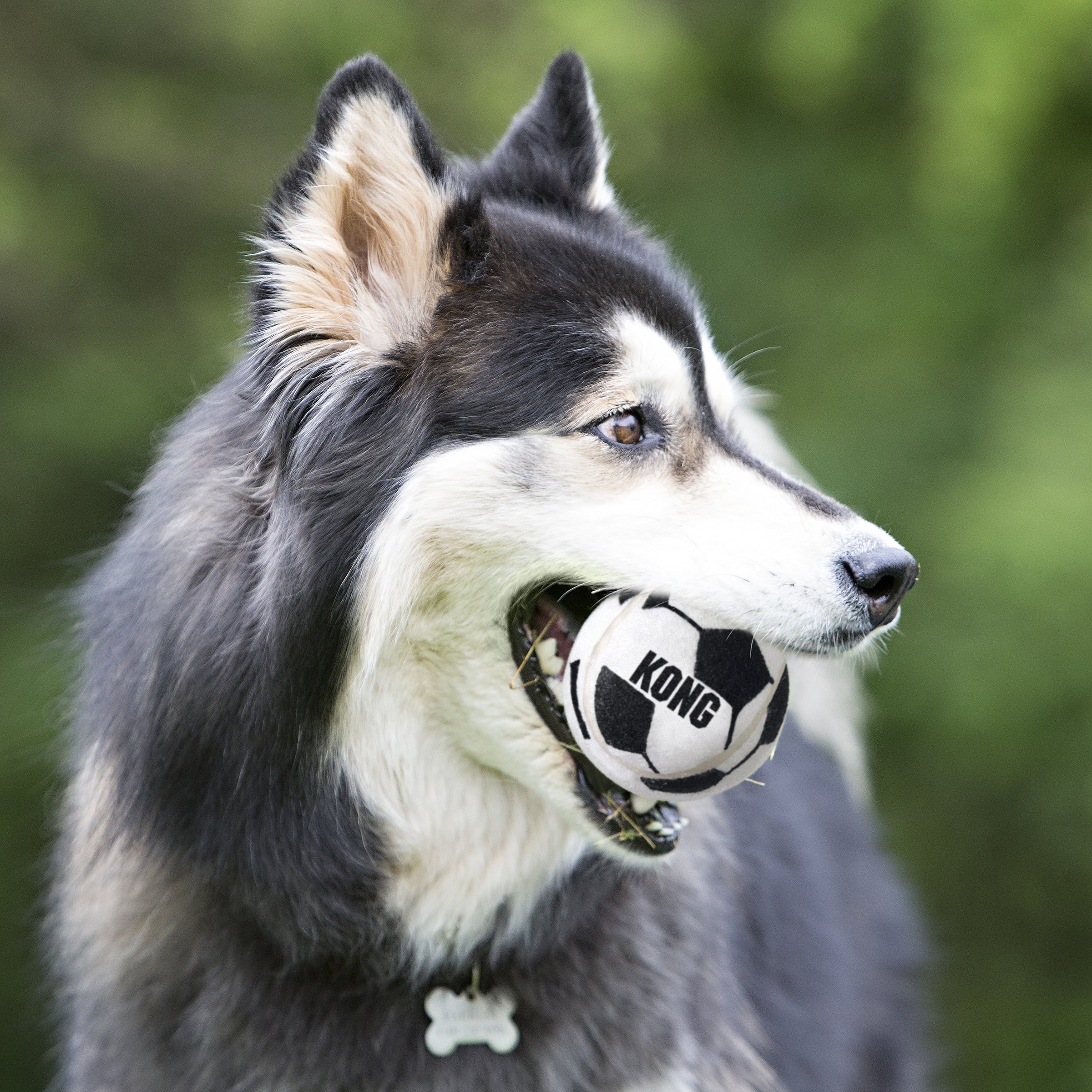 Husky carrying a KONG Sport Balls soccer design during fetch
