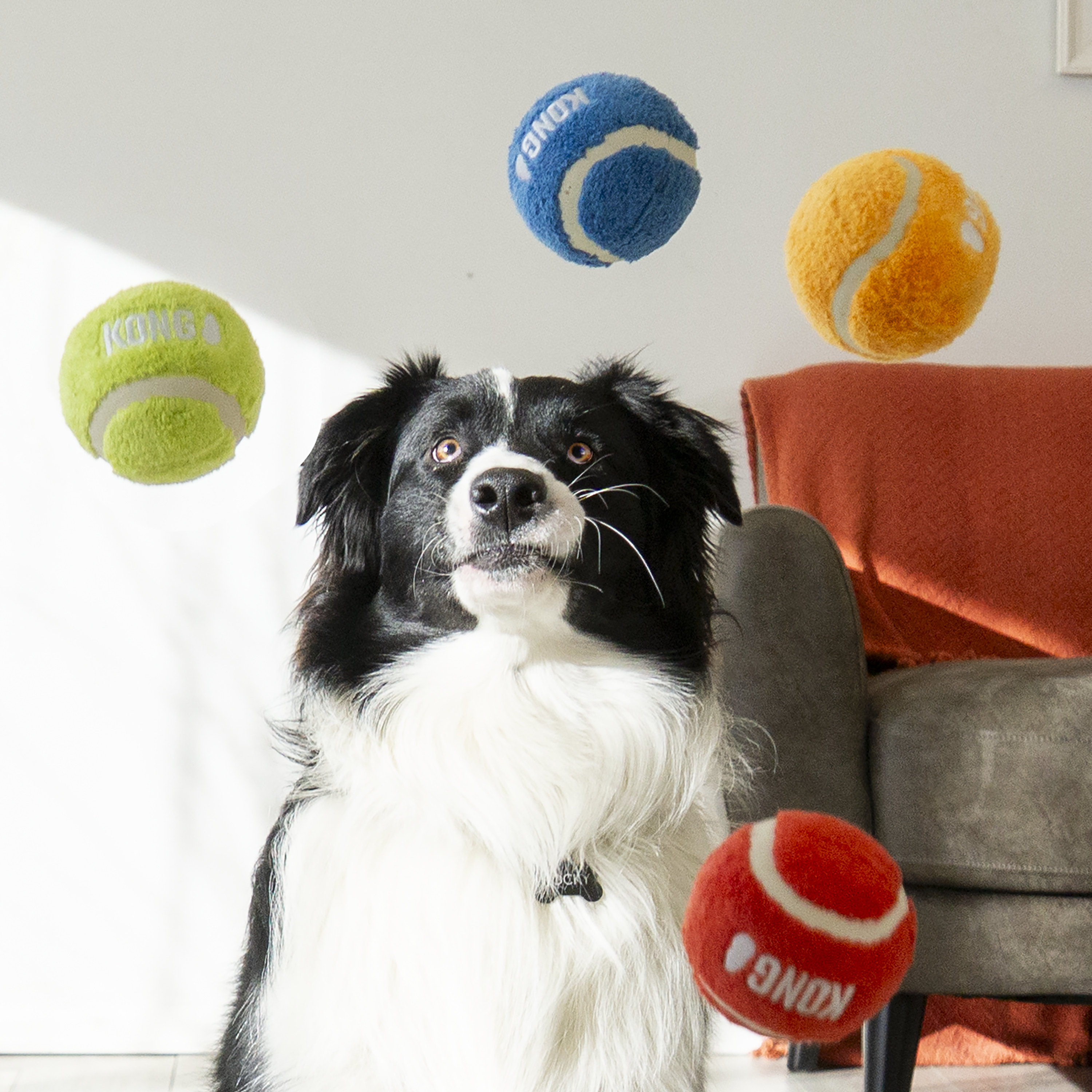 Border collie watching KONG Sport Softies balls mid-bounce