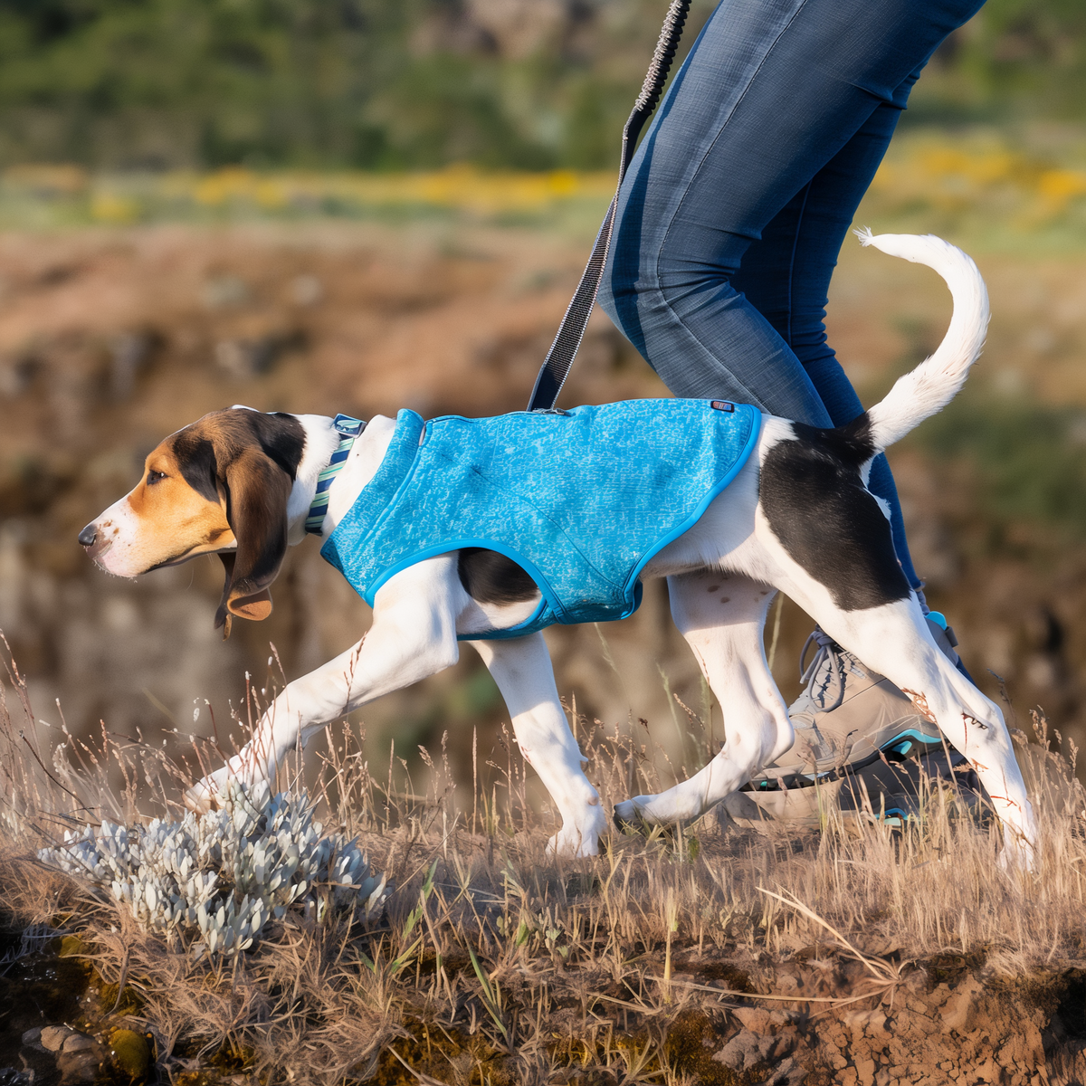 Beagle wearing a Kurgo Core Dog Sweater outdoors