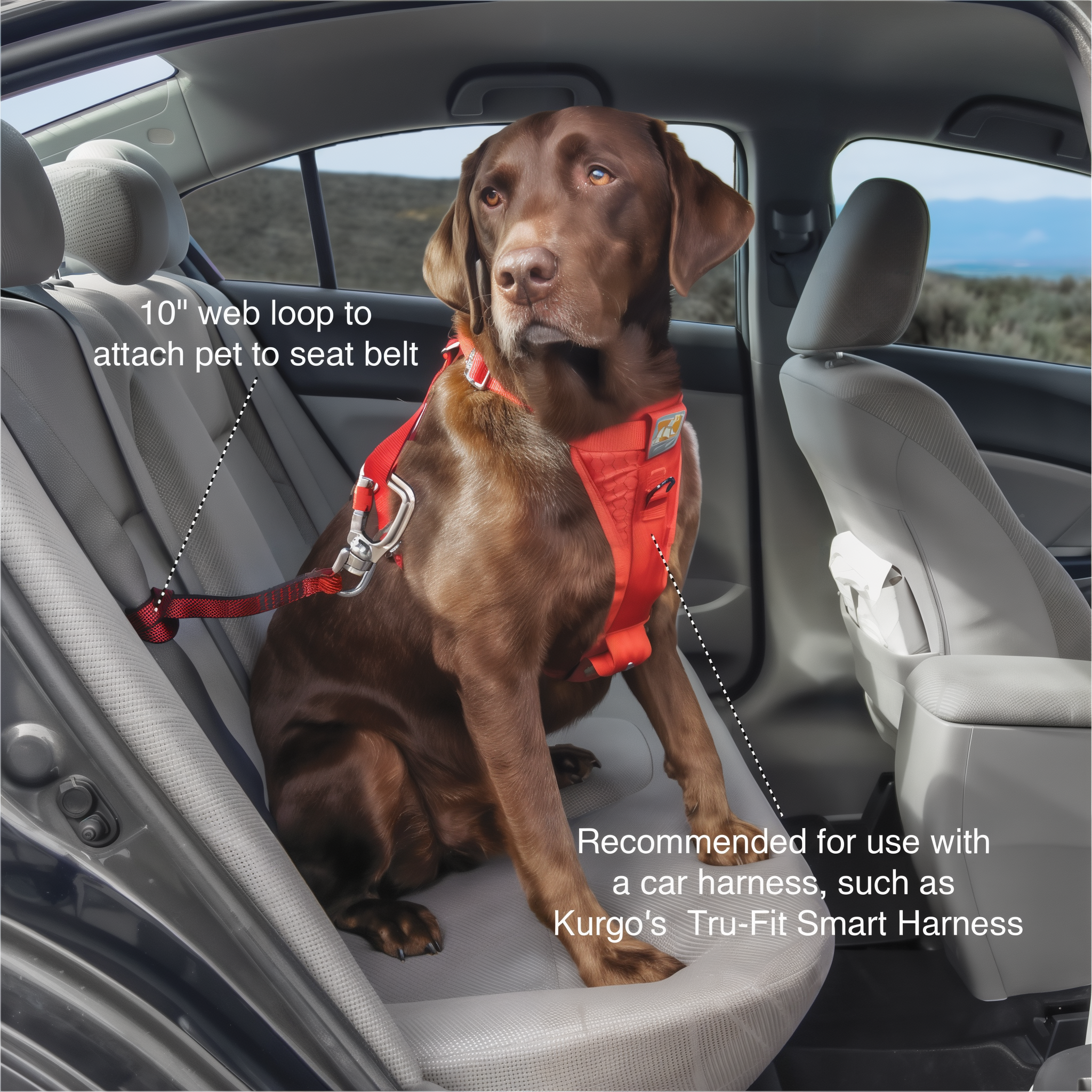 Dog wearing a harness clipped to the swivel tether in a back seat