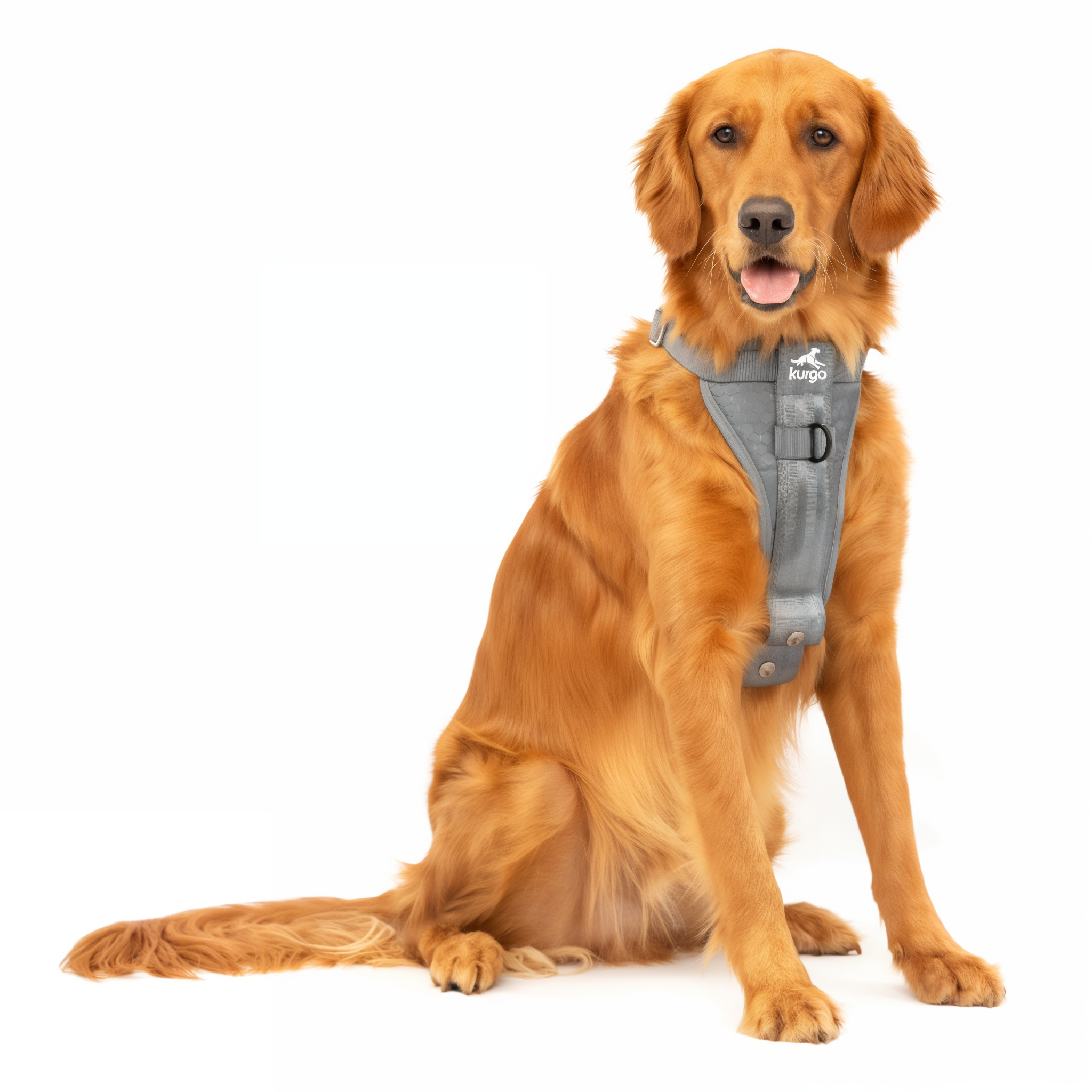 Dog on a walk wearing the Tru-Fit harness, charcoal colorway shown