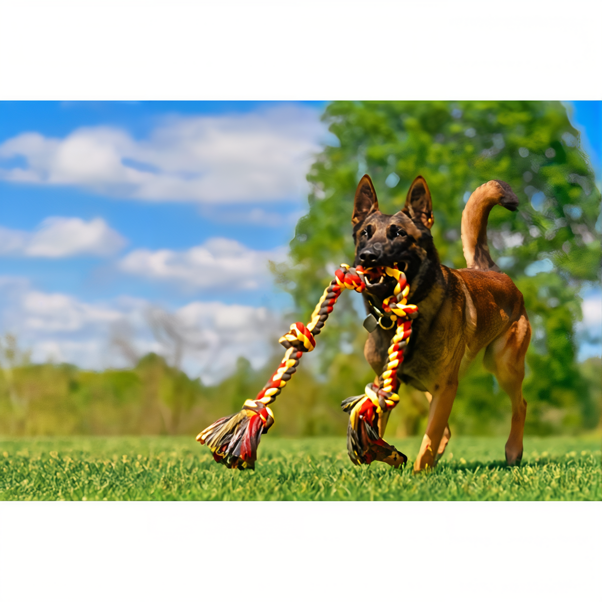 Dog running with the Mammoth Flossy Chews 5 Knot rope tug.