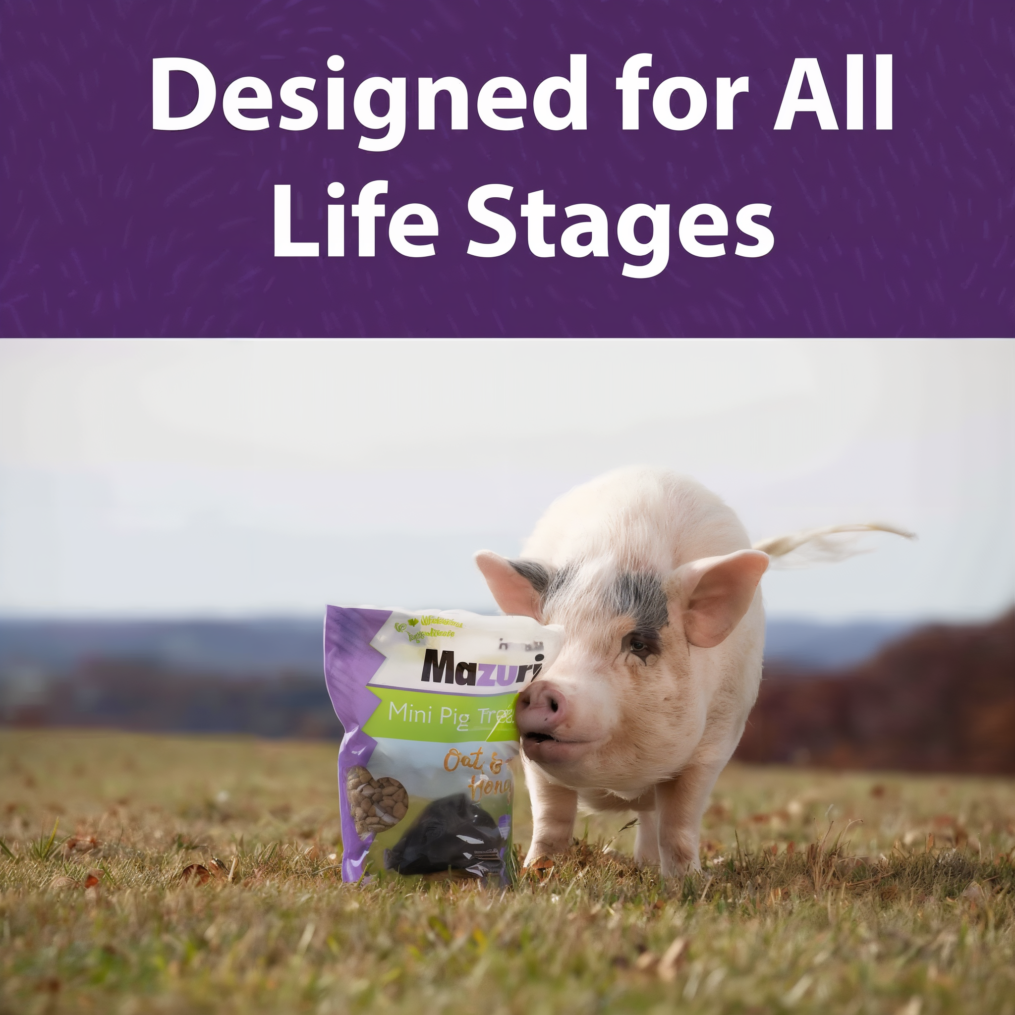 A mini pig in a field next to a bag of treats — designed for all life stages