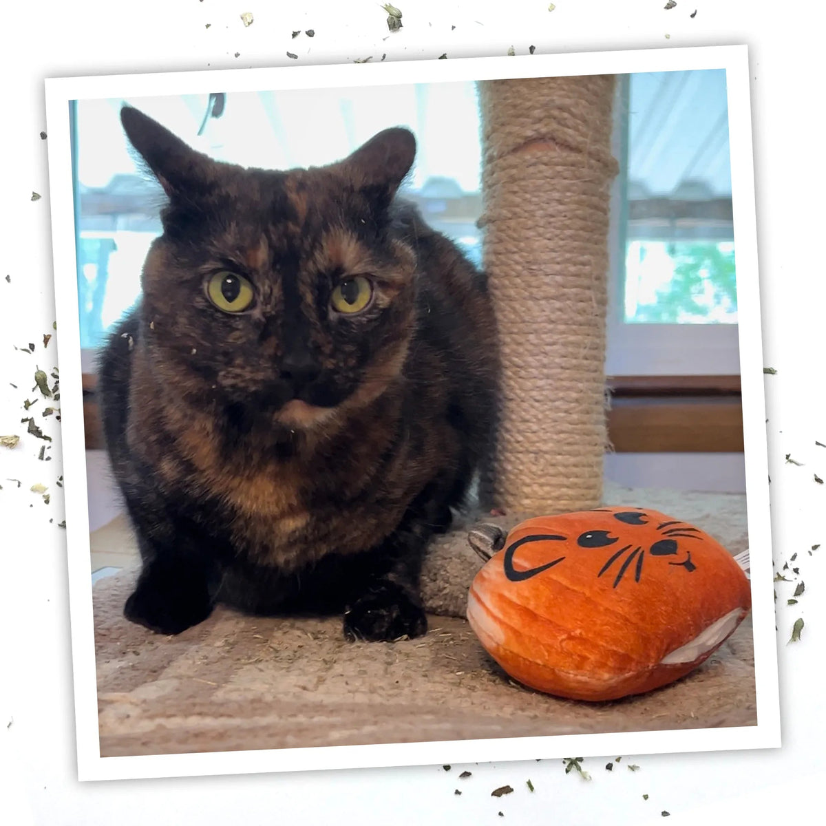 Tortoiseshell cat beside the Mouse-O-Lantern pumpkin catnip toy on a scratcher