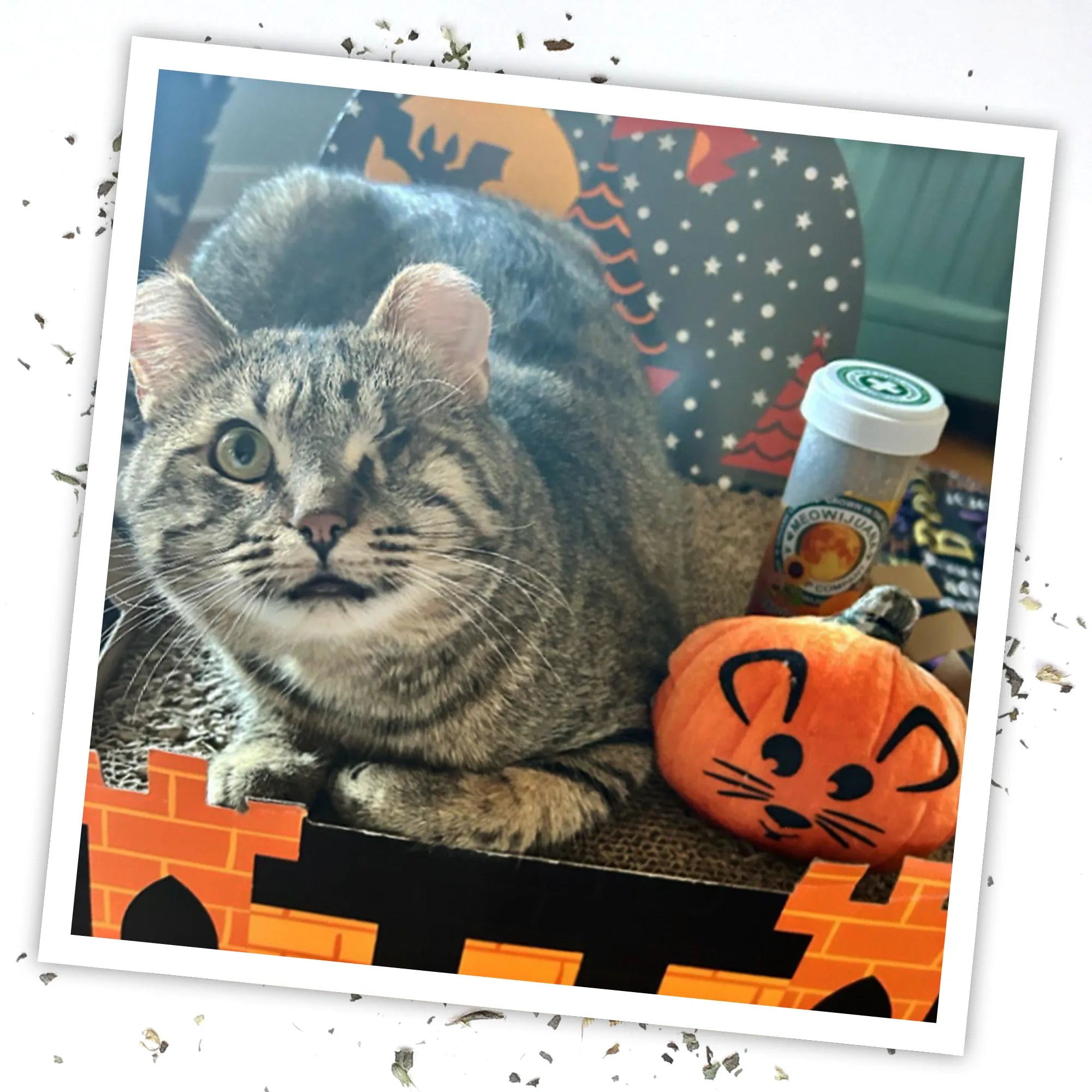 Tabby cat with the plush Mouse-O-Lantern catnip toy in a Halloween scene