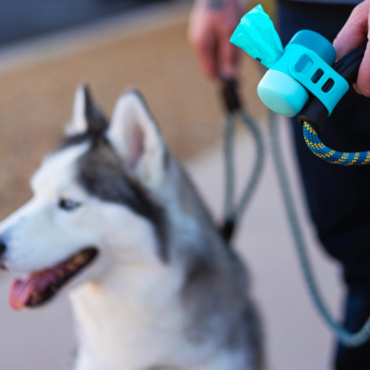 Husky on a walk with a Messy Mutts poop bag dispenser clipped to the leash