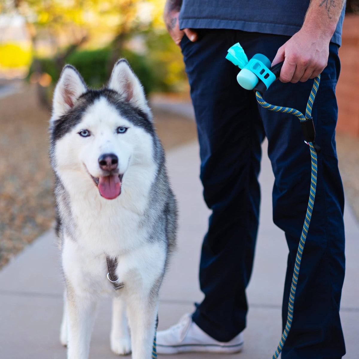 Dog walker with a Messy Mutts poop bag dispenser on the leash beside a husky