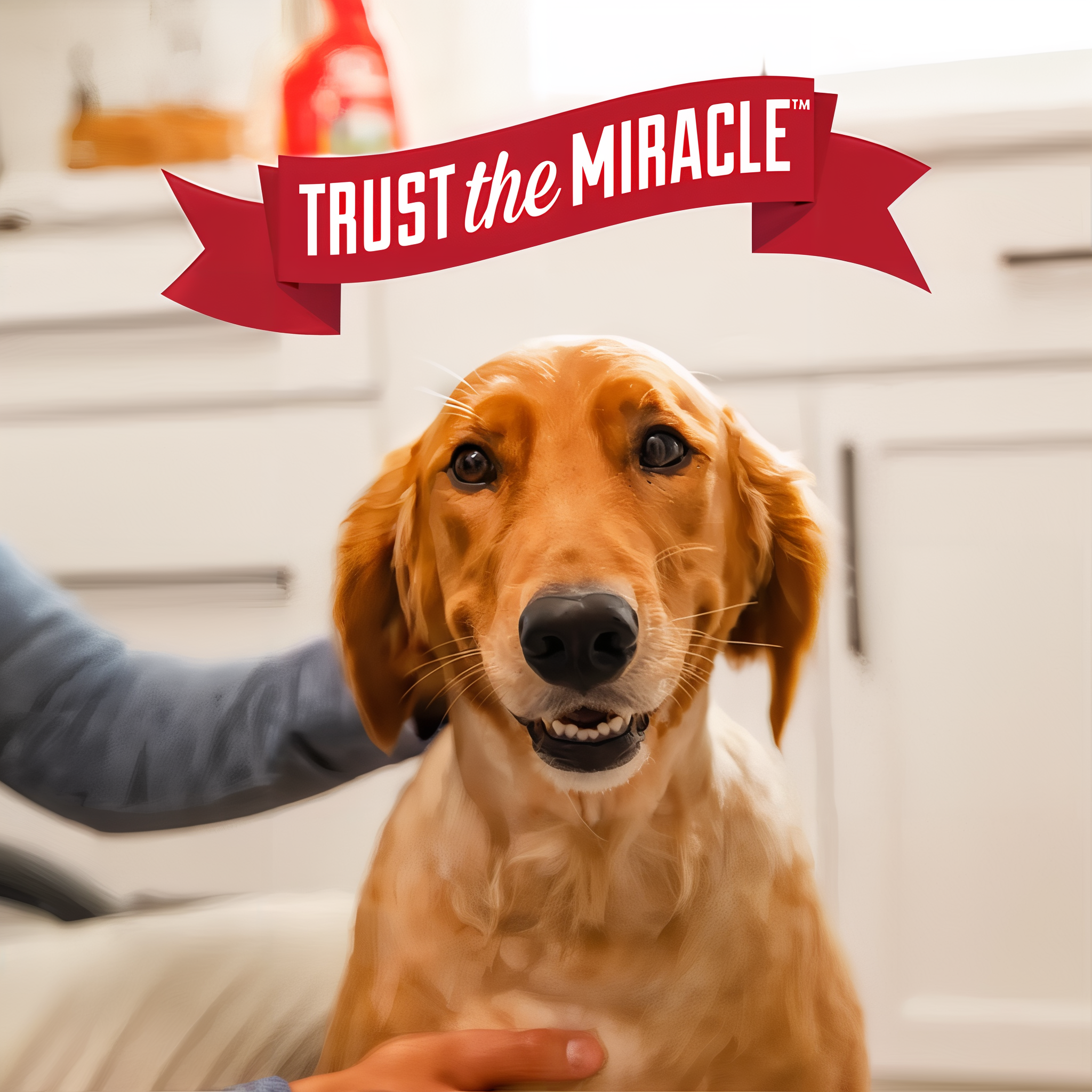 Nature's Miracle Advanced Stain and Odor Eliminator Foam Dog adv dog sofoam g09 brandstatement