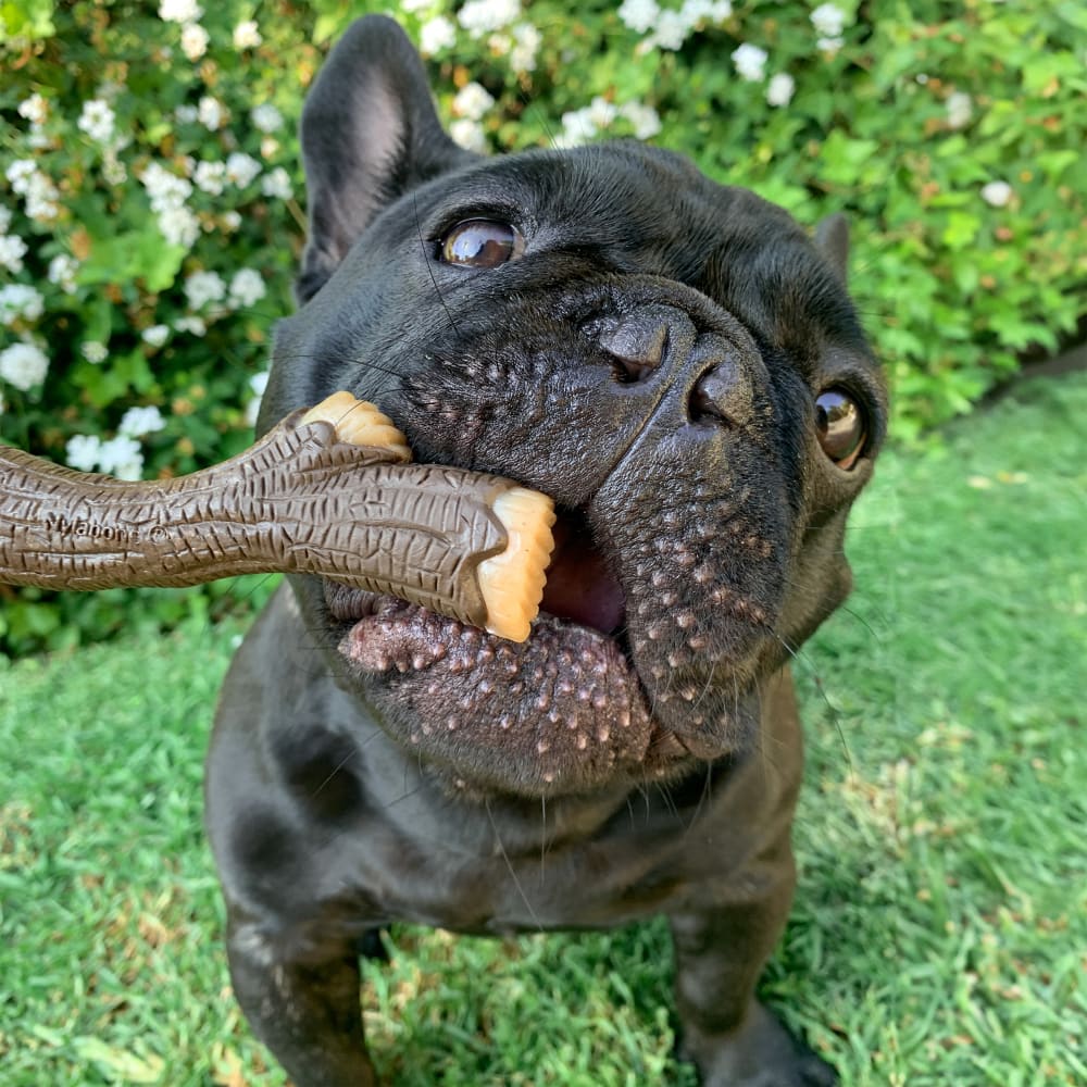 Dog holding the real wood stick chew toy