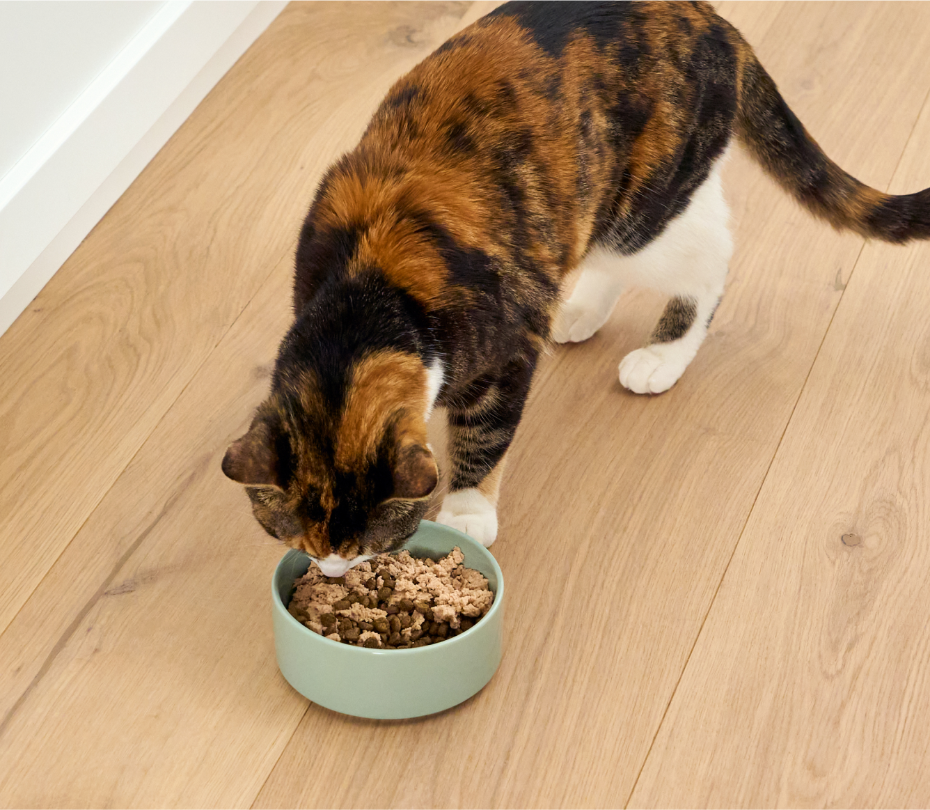 Cat eating Open Farm Arctic Char Topper from a bowl