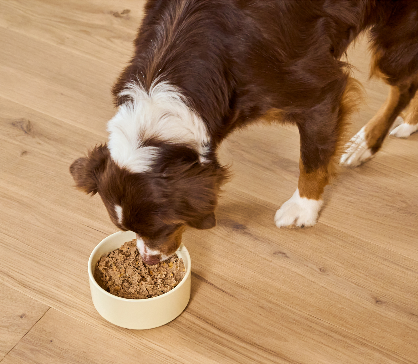 Dog eating Open Farm Chicken & Salmon Pâté for Dogs from a bowl