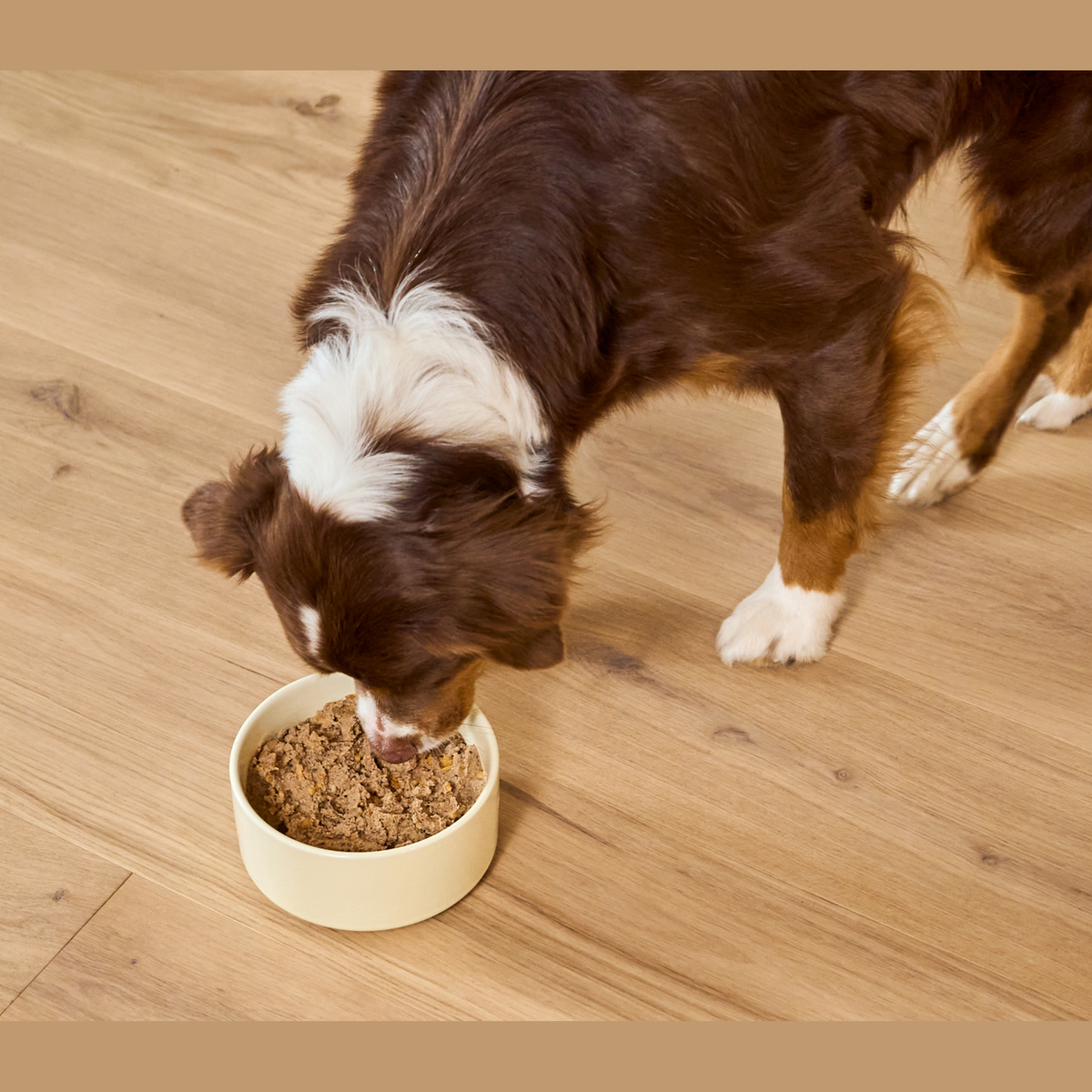 Open Farm Chicken & Salmon Pâté for Dogs -- dog eating open farm chicken & salmon pâté for dogs from a bowl