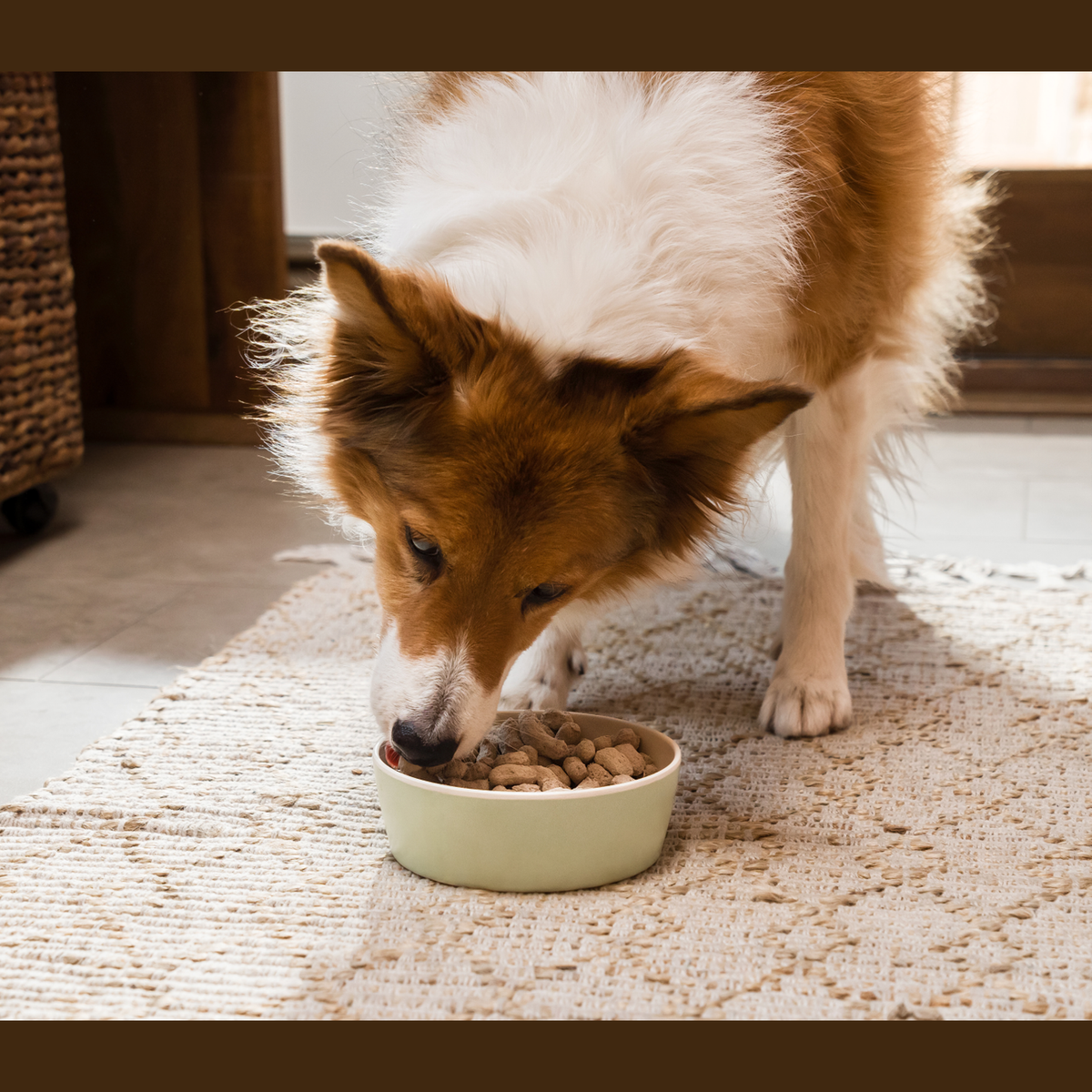 Open Farm Farmer's Table Pork Freeze Dried Raw Morsels for Dogs -- dog eating open farm farmer's table pork freeze dried raw morsels from a bowl