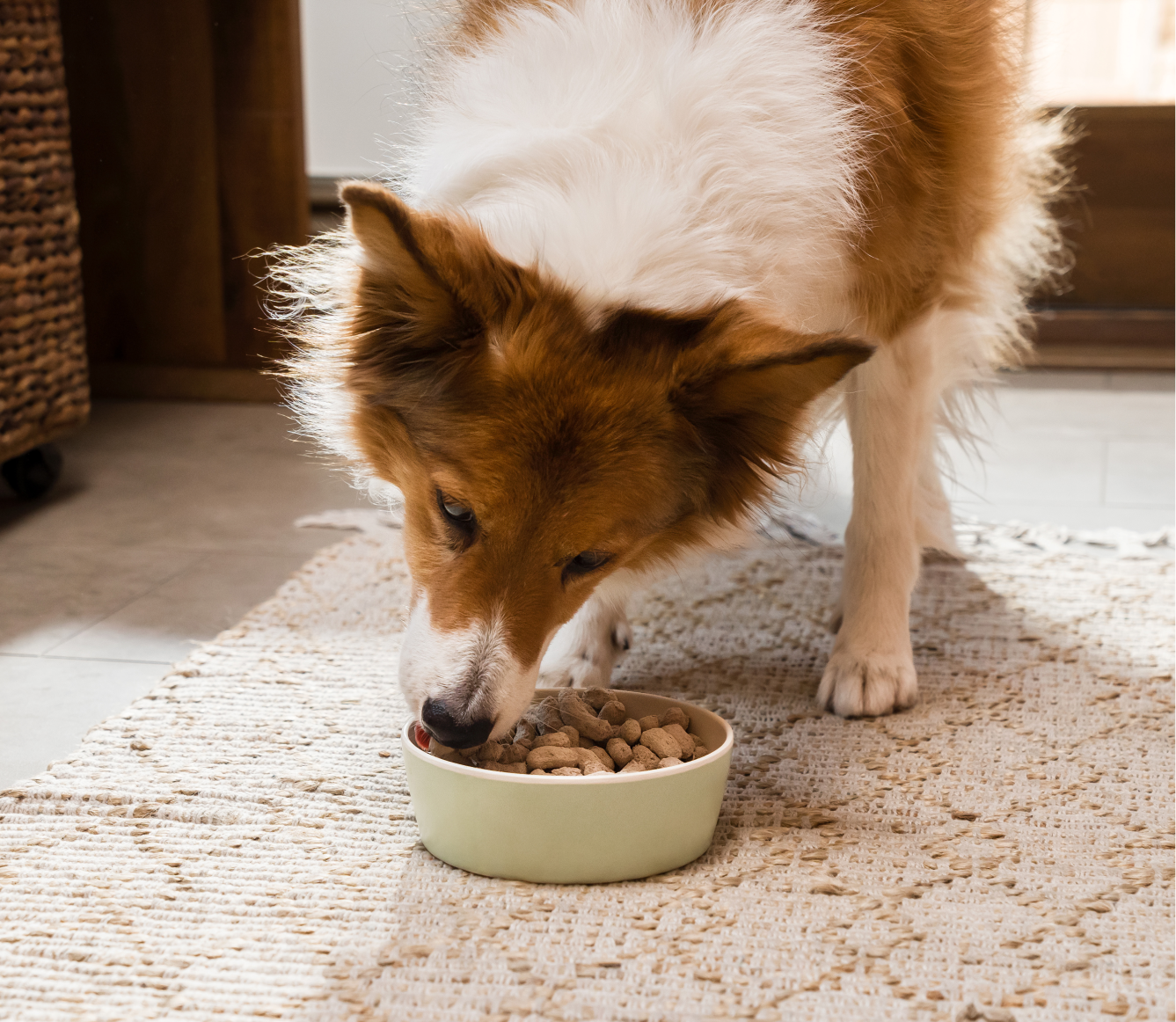Dog eating Open Farm Goodbowl Harvest Chicken freeze dried morsels from a bowl