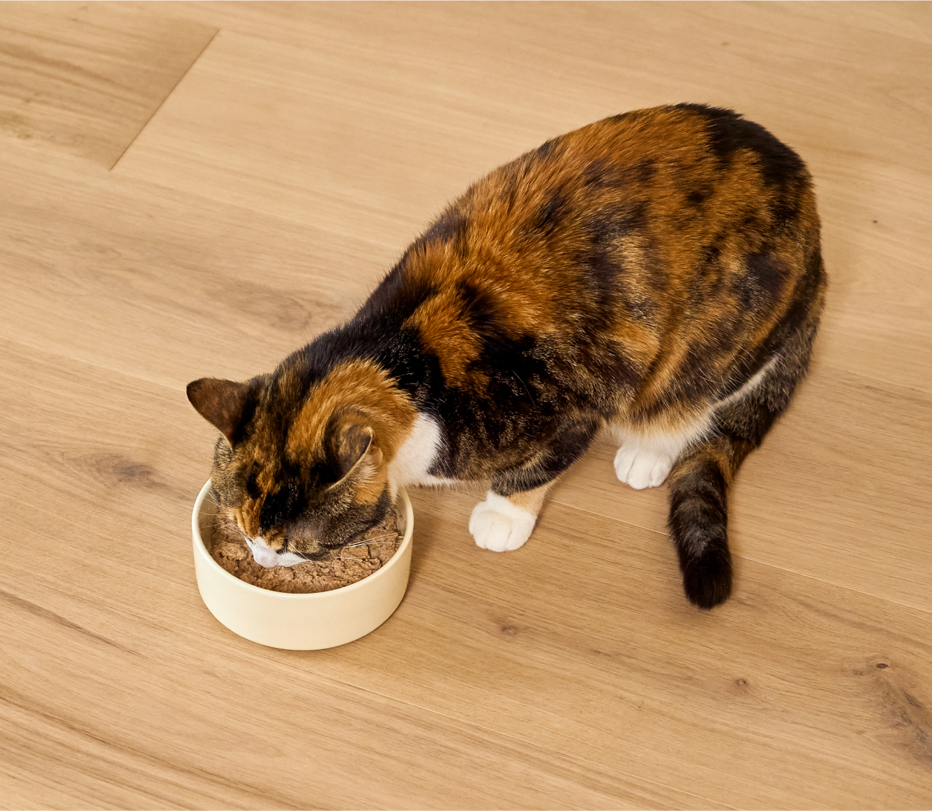 Cat enjoying Open Farm Kitten Chicken & Salmon Pâté from a bowl
