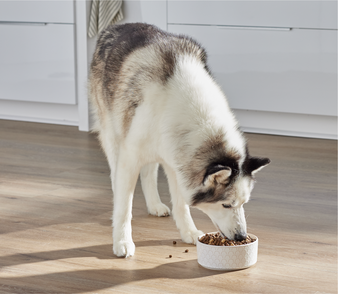 Open Farm RawMix Open Prairie Ancient Grains Dog Kibble dog enjoying a bowl of kibble