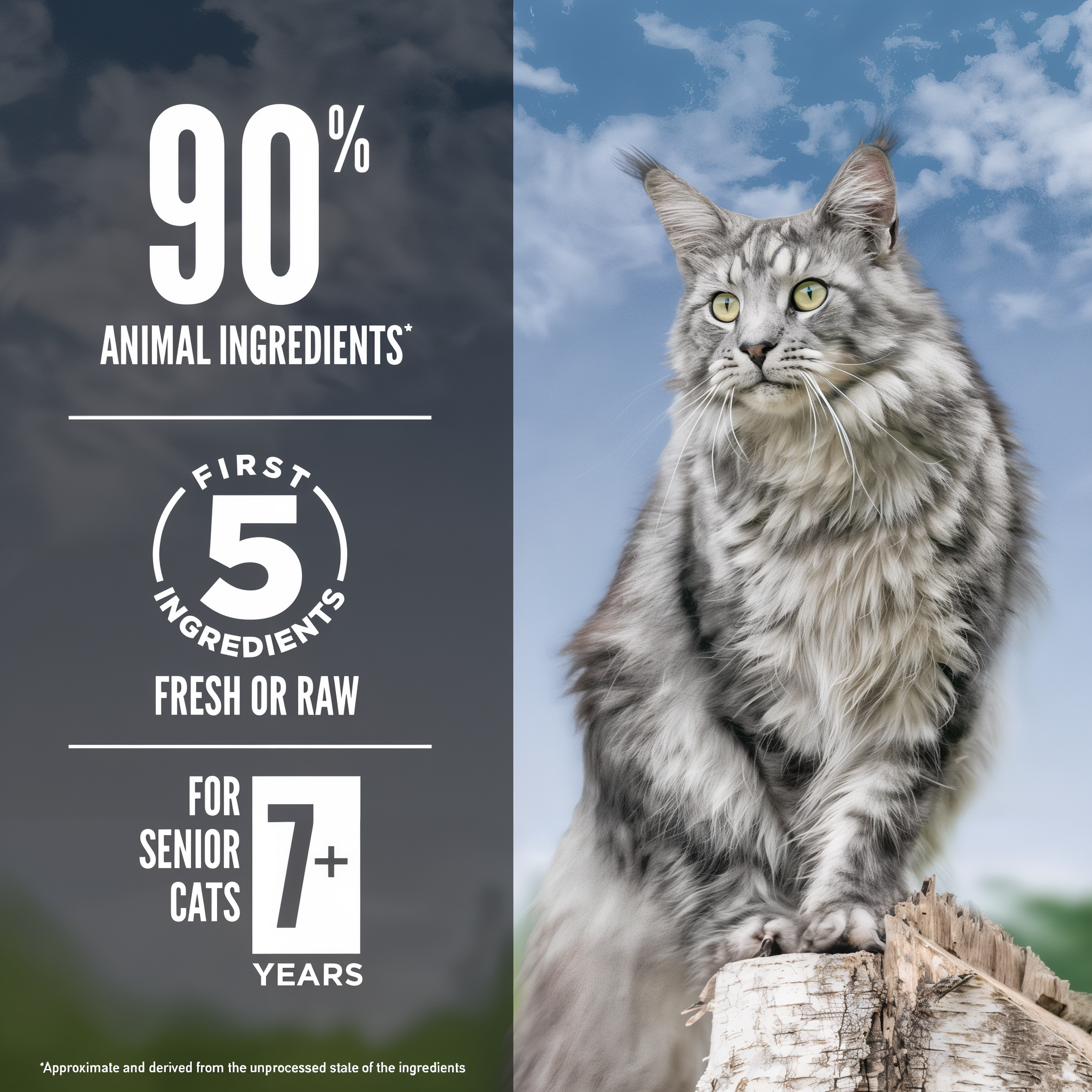 ORIJEN Guardian Senior for senior cats 7 plus years with 90 percent animal ingredients and first 5 ingredients fresh or raw, shown with a silver Maine Coon cat