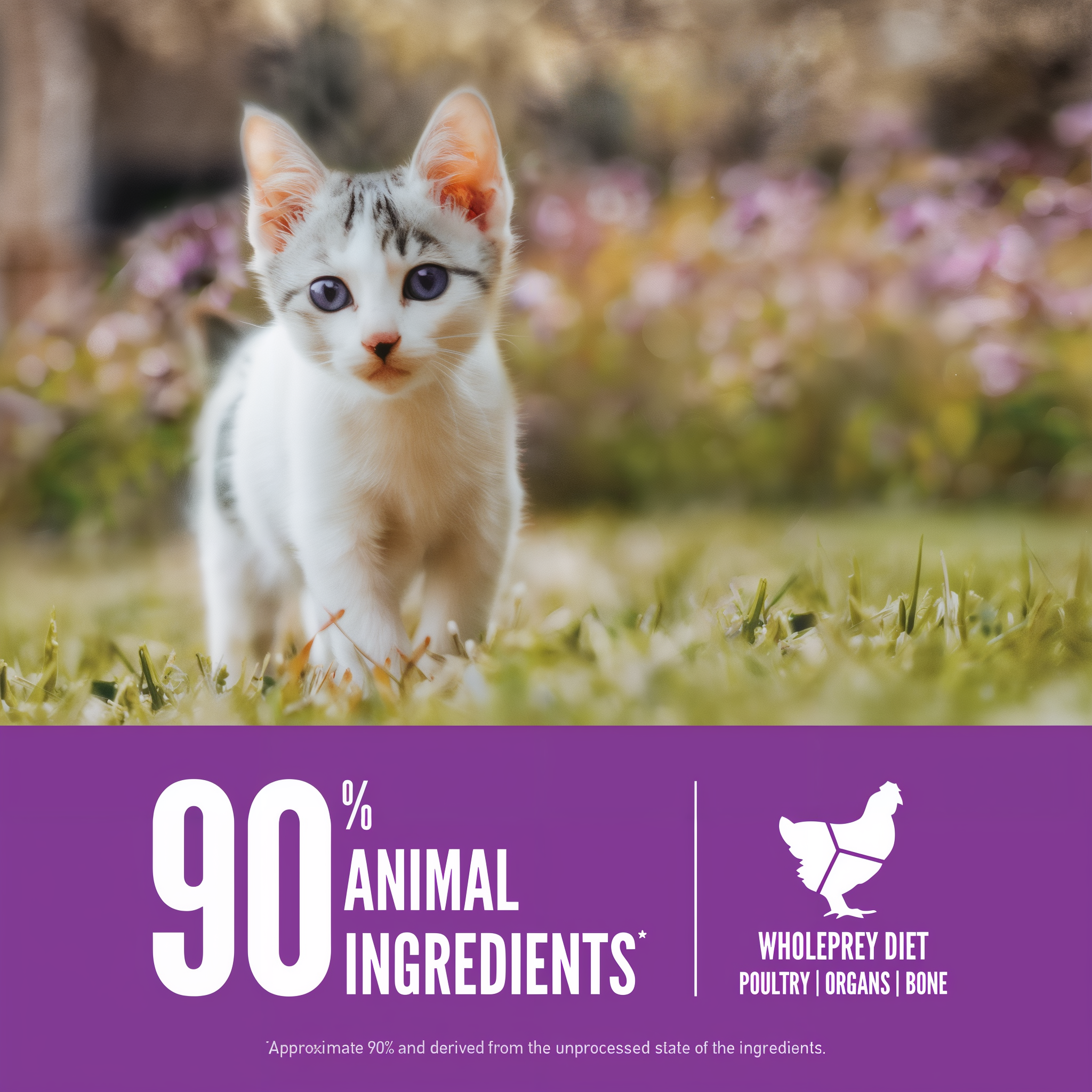 A white and grey tabby kitten standing in grass beside a 90 percent animal ingredients and WholePrey diet poultry, organs, and bone callout for ORIJEN Kitten cat food