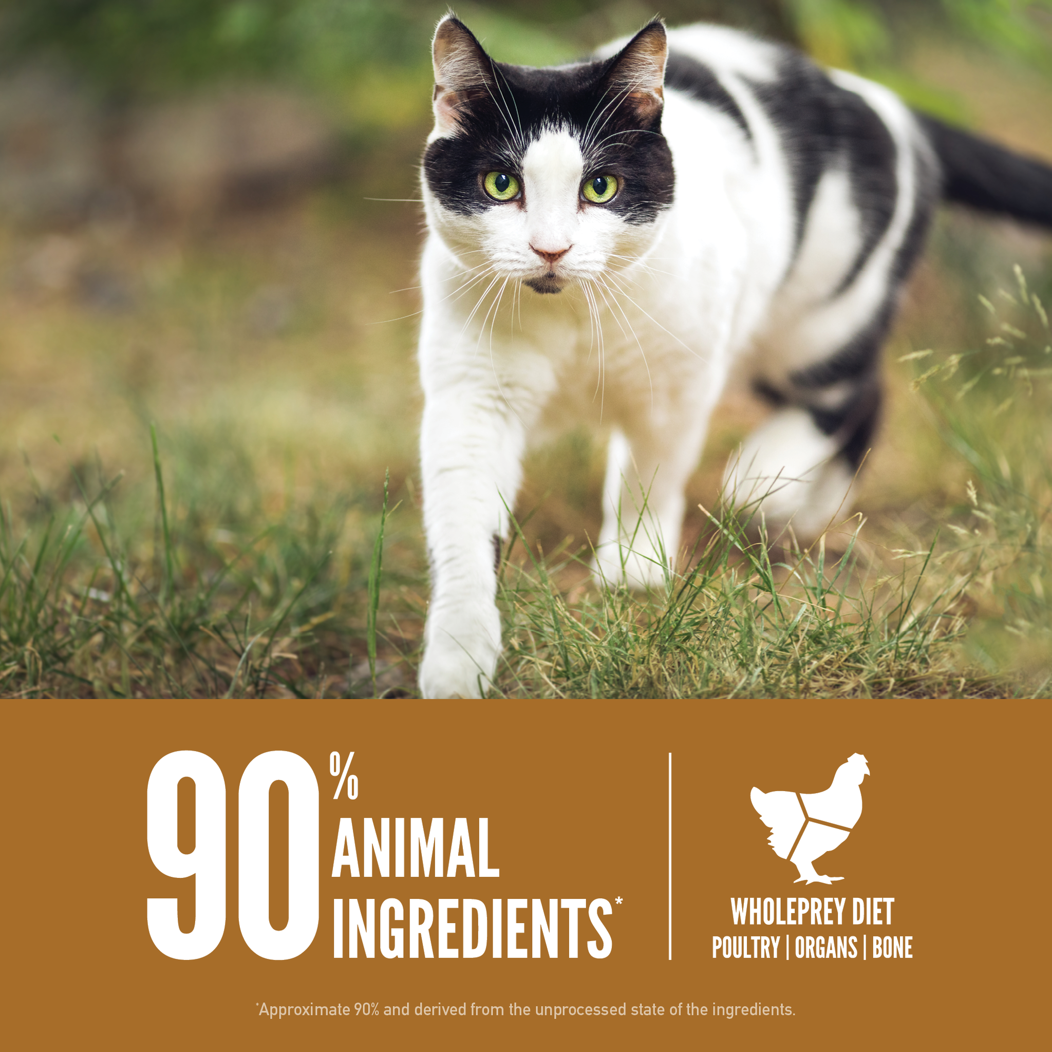 Cat walking through grass: 90 percent animal ingredients from a WholePrey diet of poultry, organs, and bone