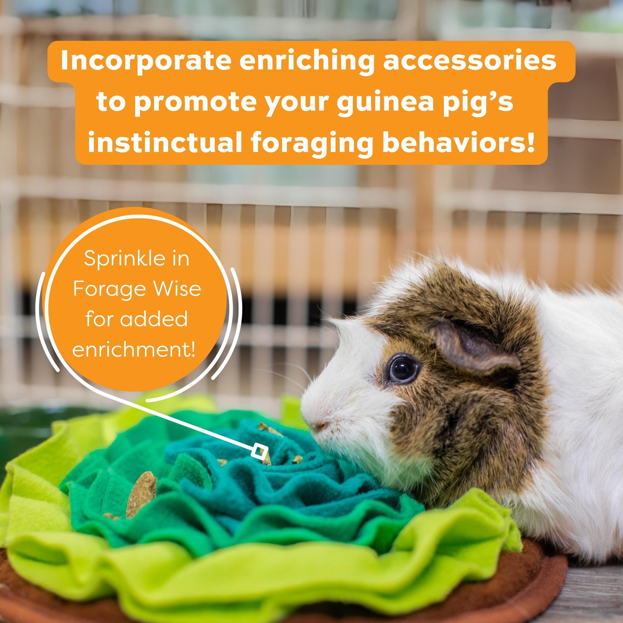 Guinea pig foraging for Forage Wise pieces sprinkled in a snuffle mat for added enrichment