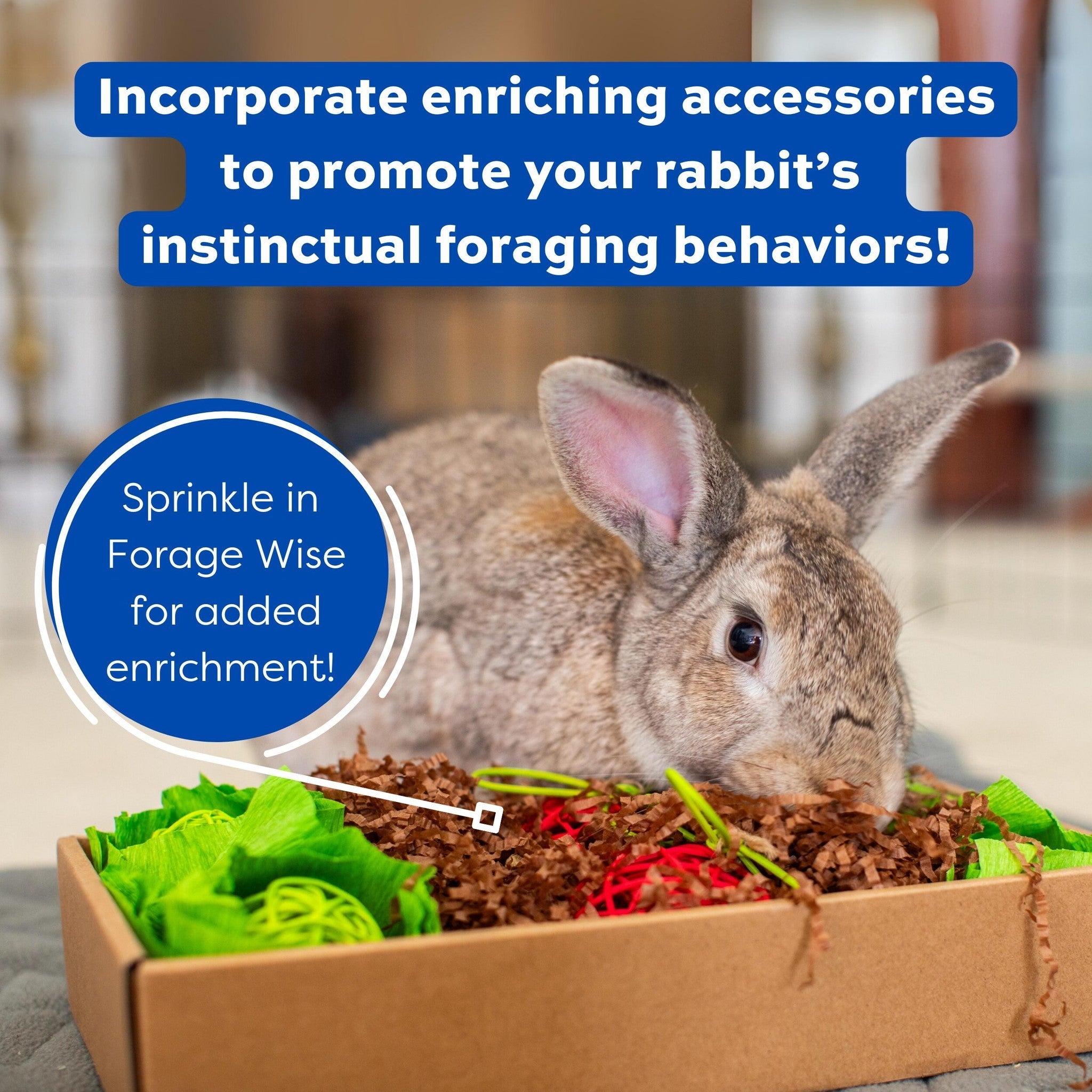 Rabbit foraging for Forage Wise pieces in an enrichment box