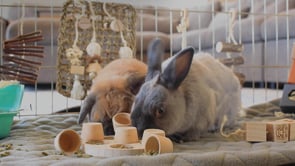 Oxbow fortified food product video