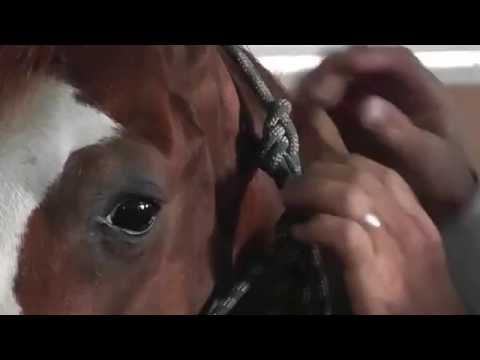 Weaver Leather Silvertip Four Knot Rope Halter -- video