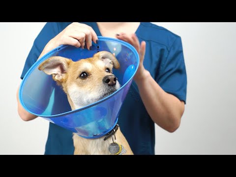 Calm Paws Calming E-Collar for Dogs fitting steps