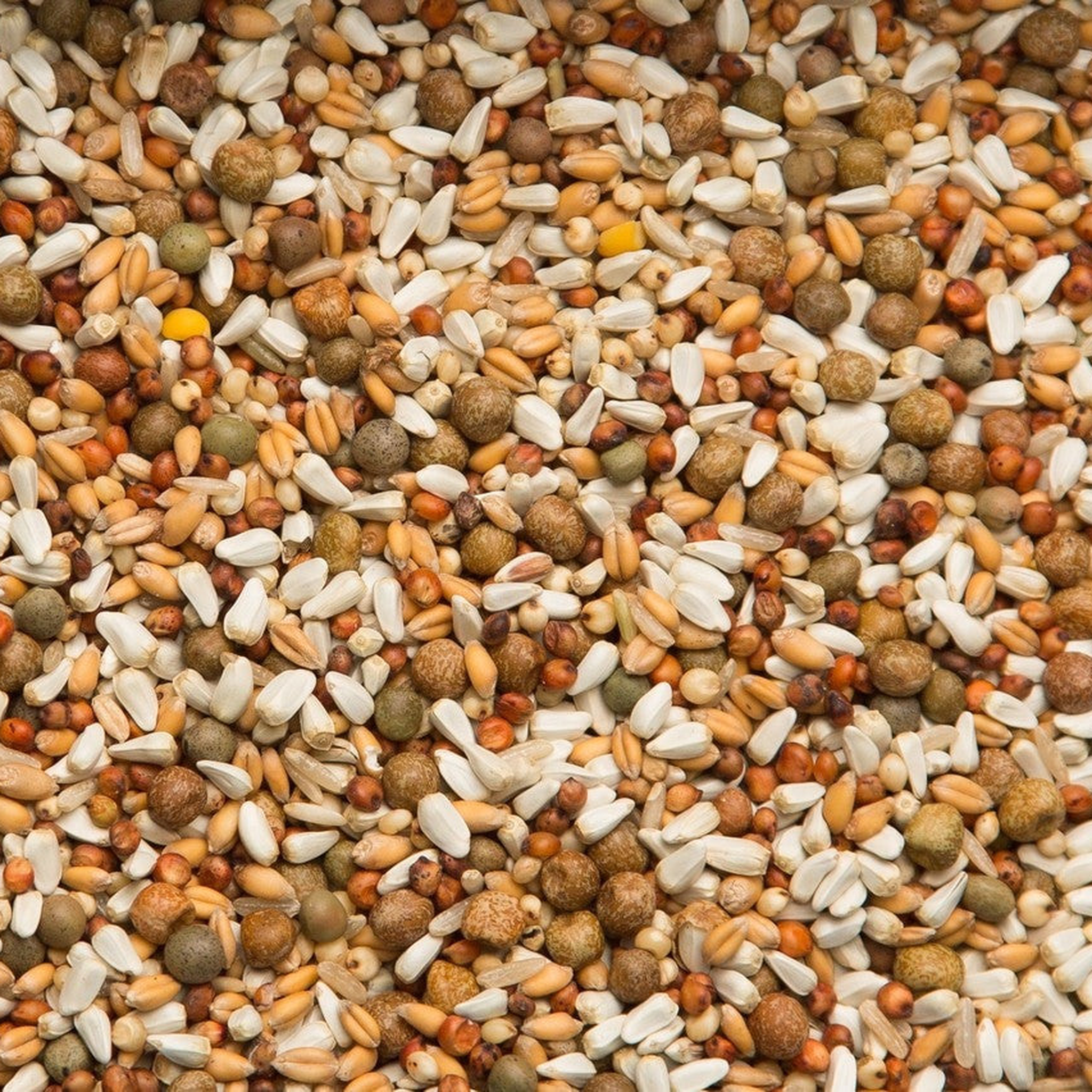 Close-up of Vinny's Mix corn-free grains with maple peas, safflower, milo, wheat, and rice