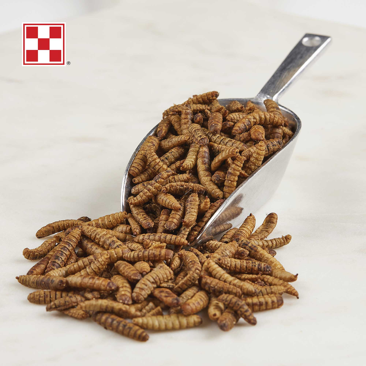 Scoop of dried black soldier fly larvae hen treats