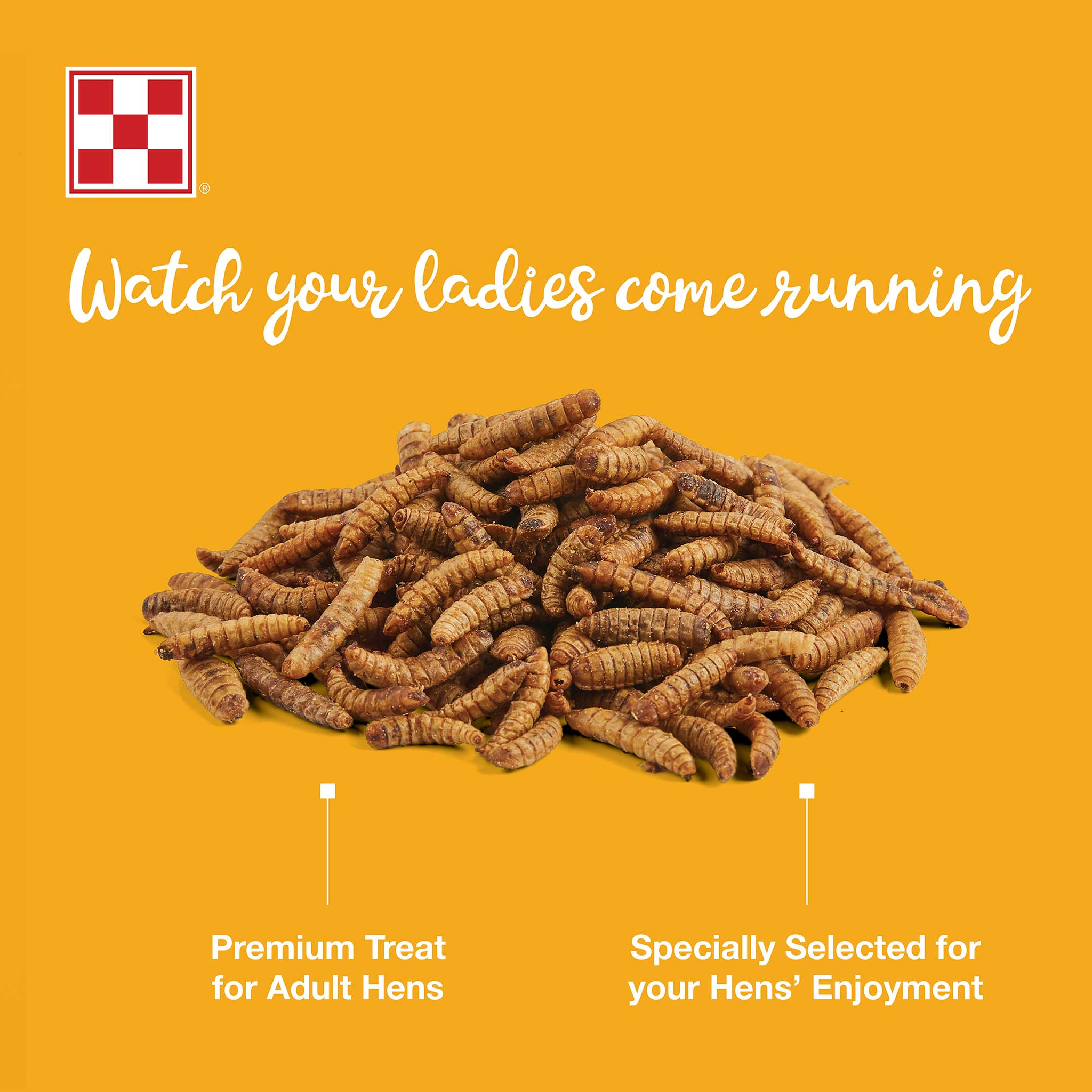 Watch your ladies come running - premium treat for adult hens, specially selected for your hens enjoyment